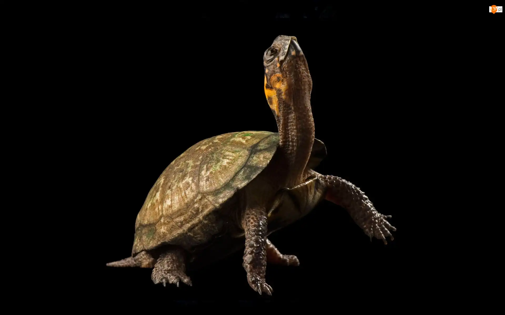 Tło, Żółw, Czarne