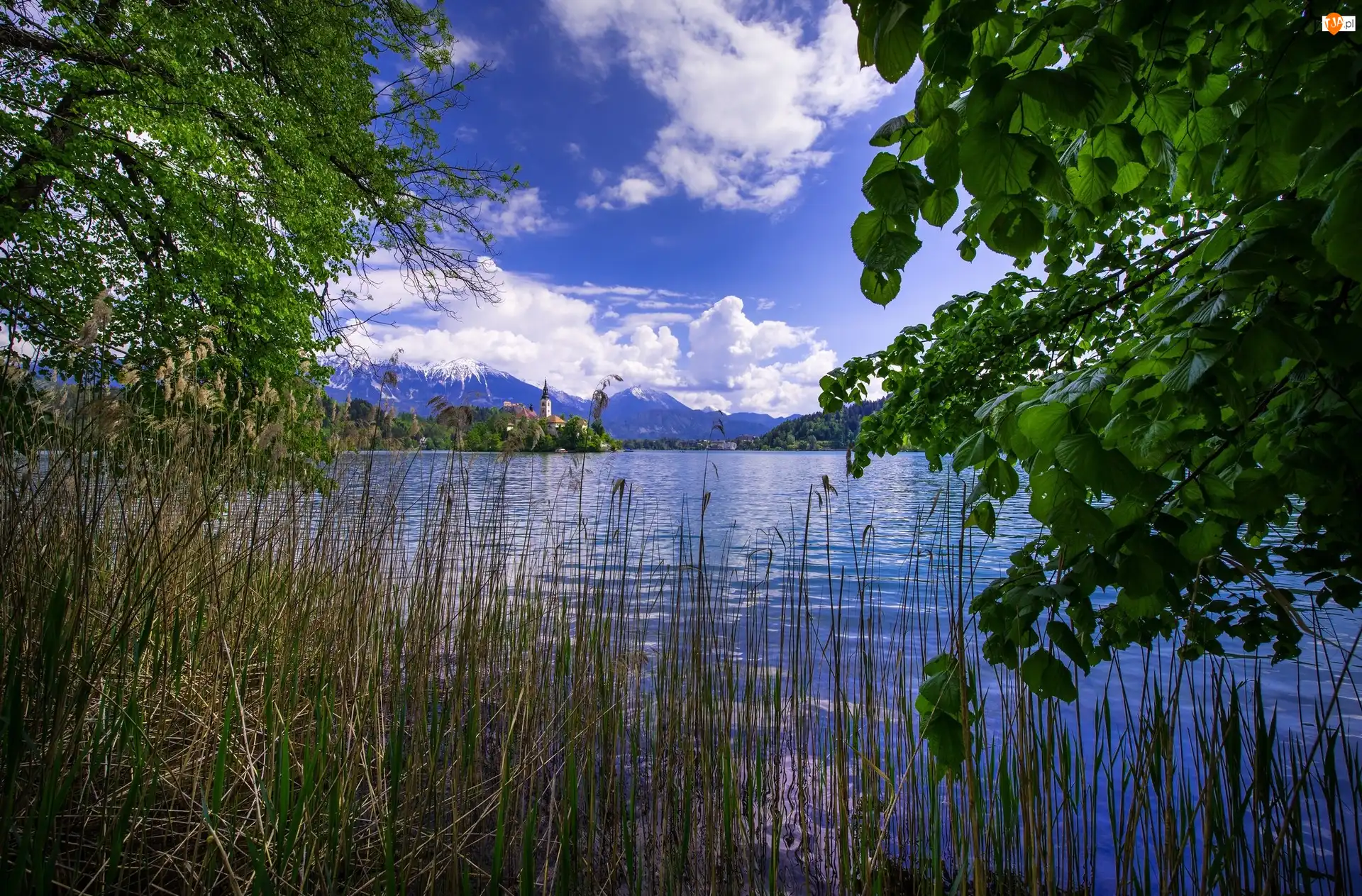 Słowenia, Jezioro Bled, Kościół, Trzciny, Wyspa Blejski Otok, Drzewa