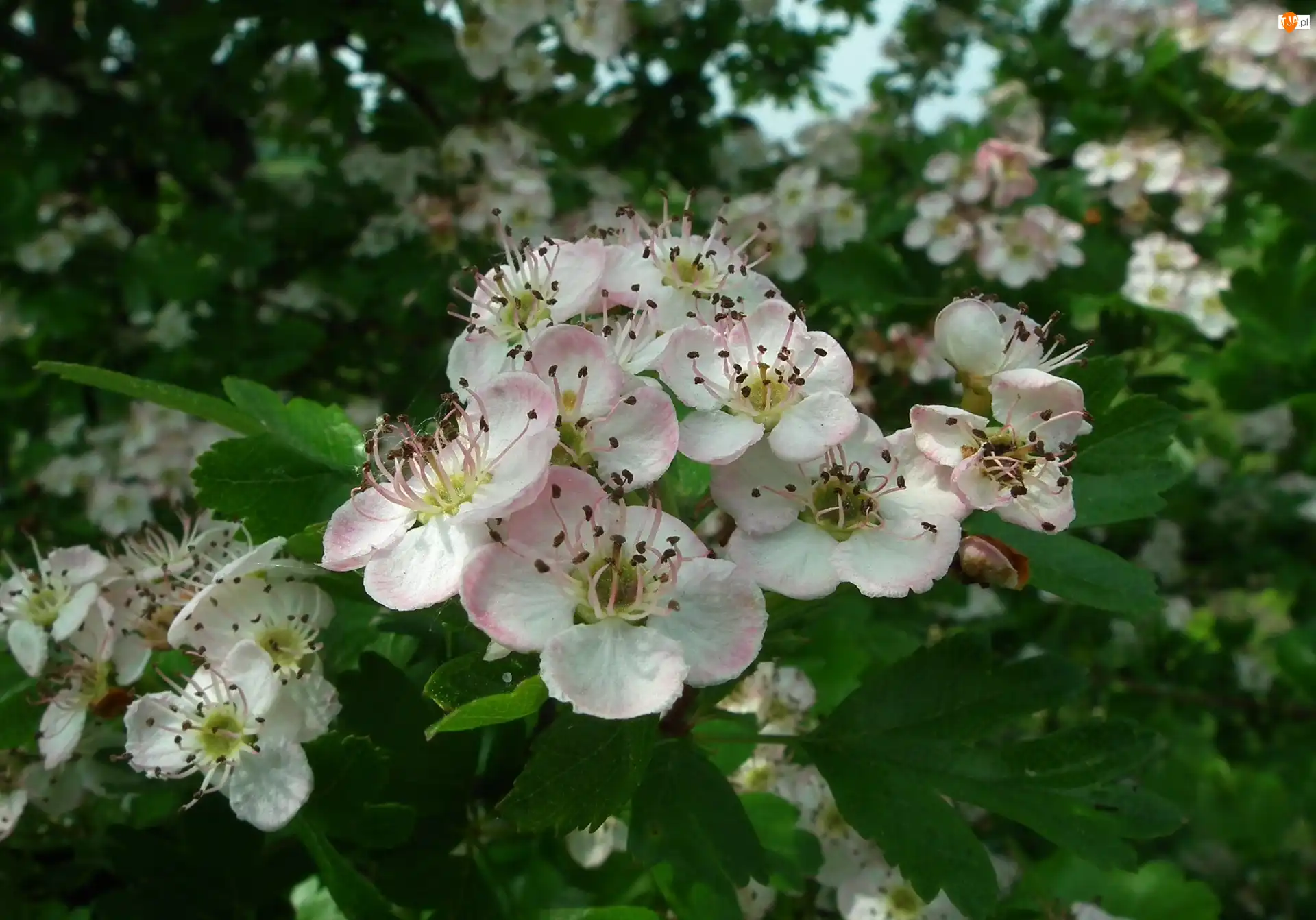 Aronia, Przyroda, Rośliny, Krzewy