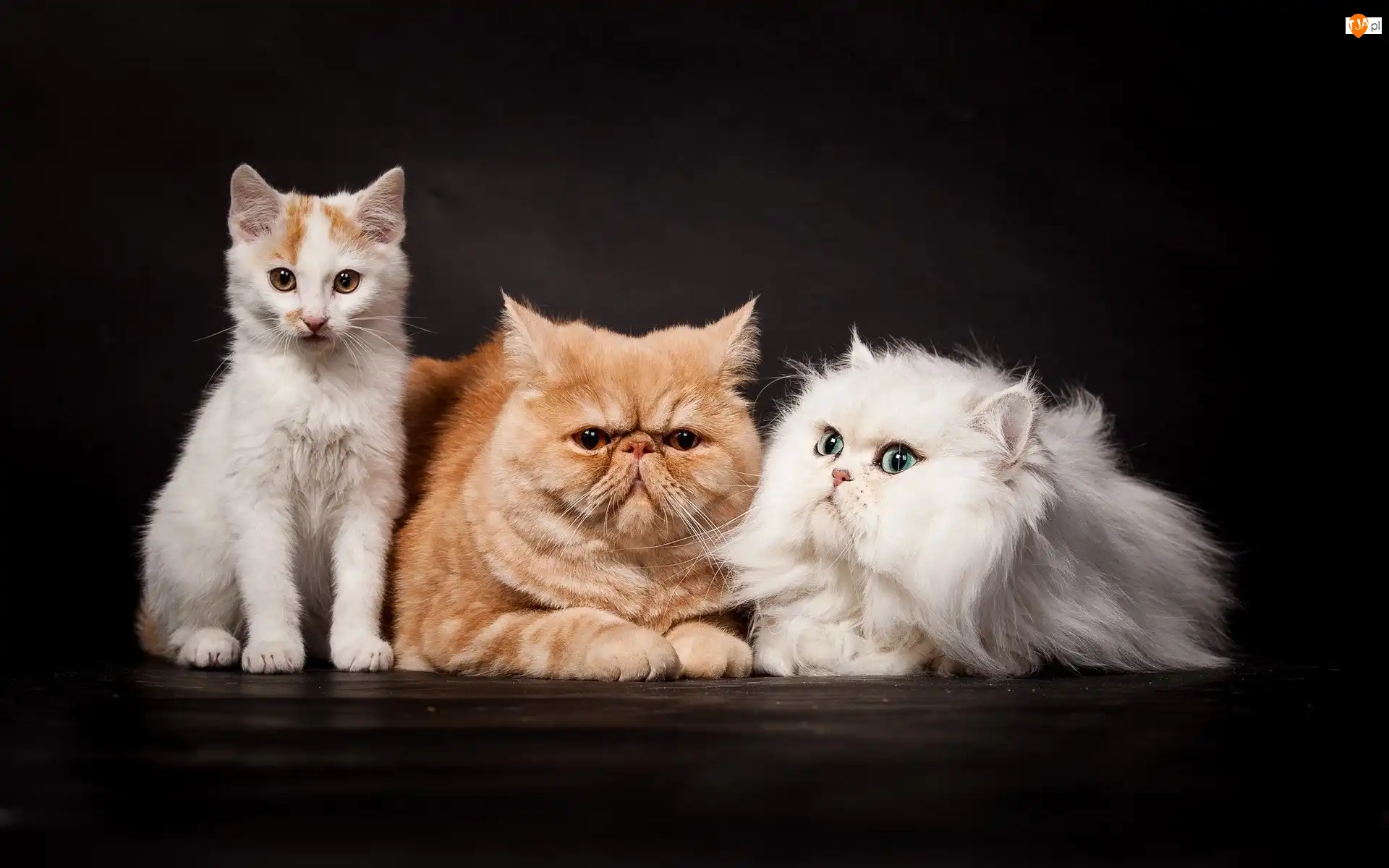 Perskie, Koty