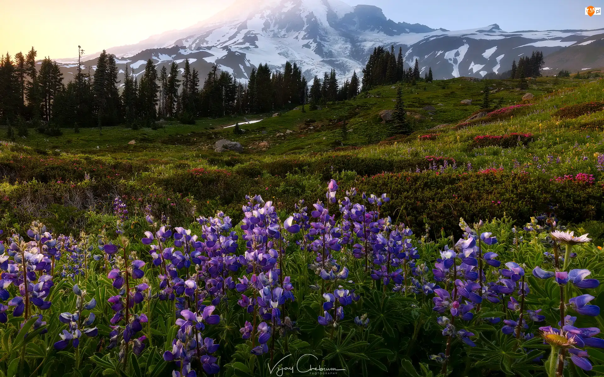 Stany Zjednoczone, Stratowulkan Mount Rainier, Stan Waszyngton, Łubin, Wschód słońca, Park Narodowy Mount Rainier, Góry, Łąka, Kwiaty