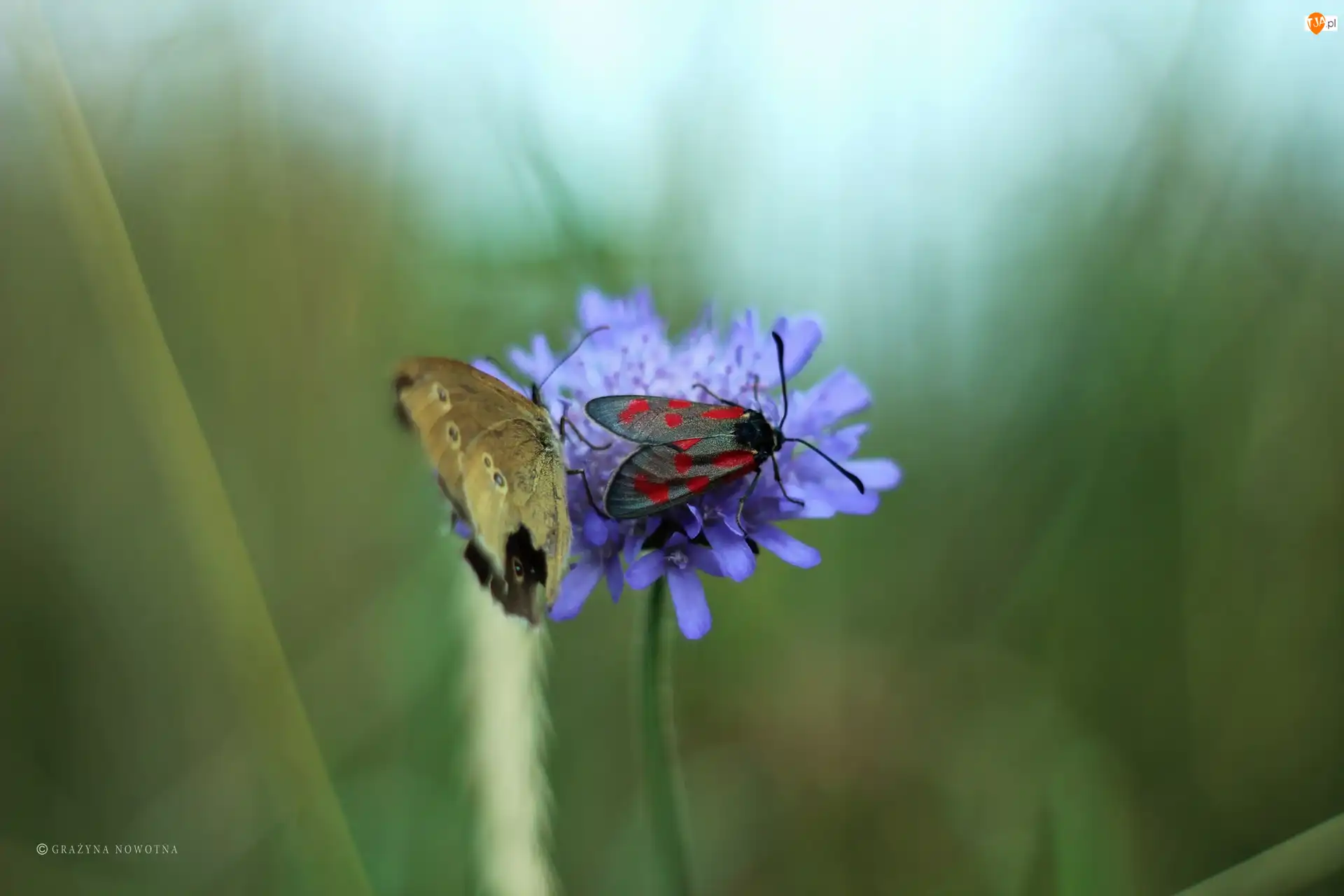 Skrzydła, Kwiat, Motyl, Owad