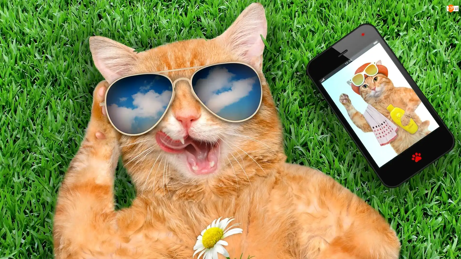 Telefon, Śmieszne, Okulary, Kot, Trawa