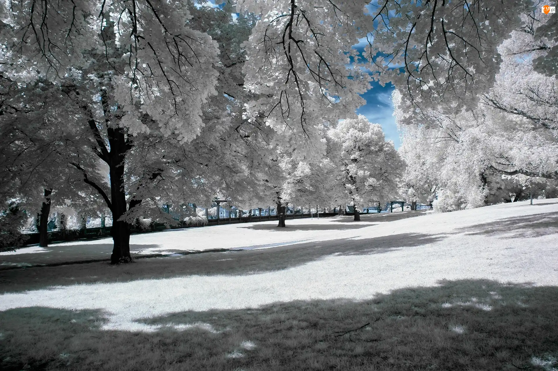 Drzewa, Zima, Park, Oszronione