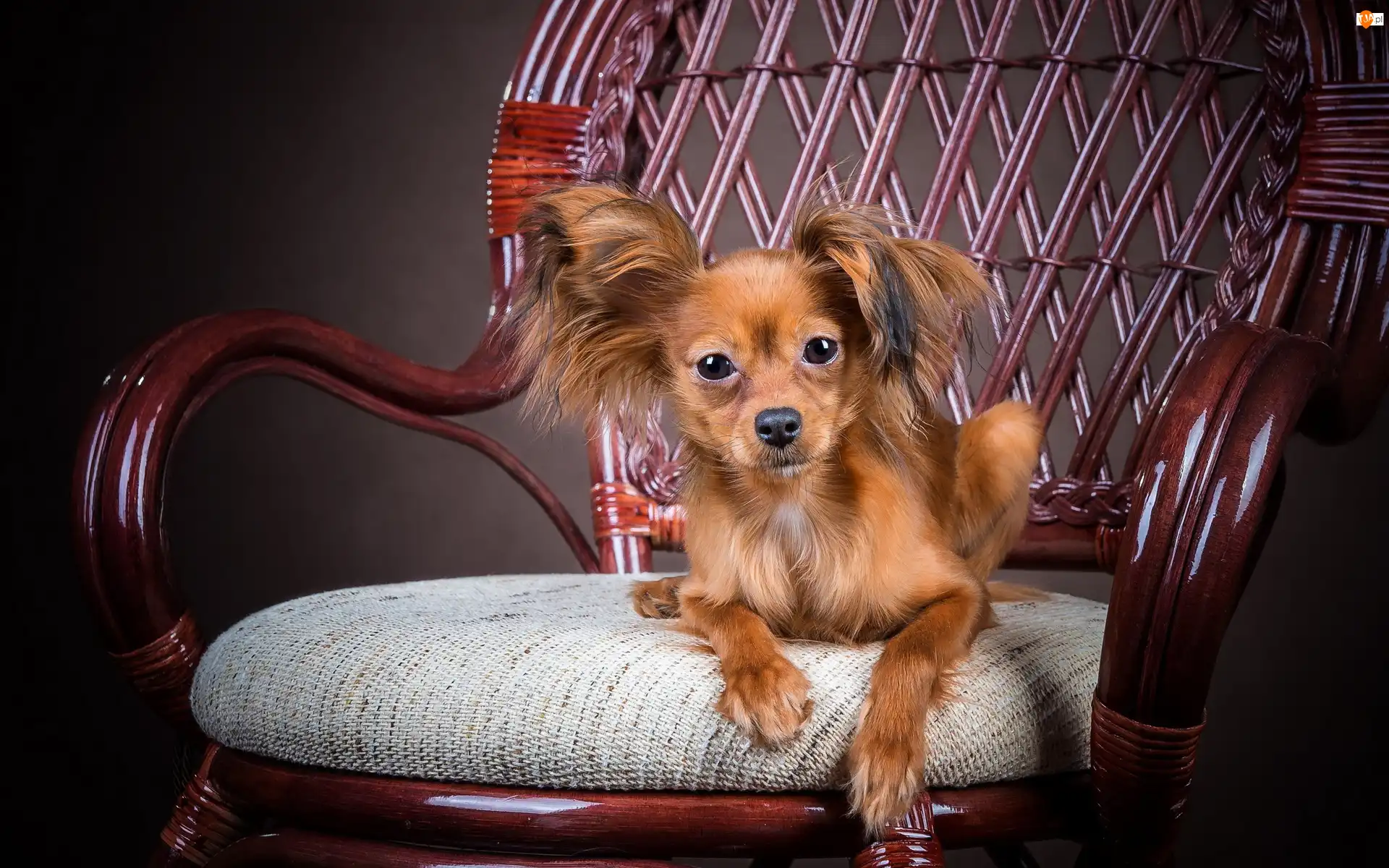 Krzesło, Słodki, Papillon