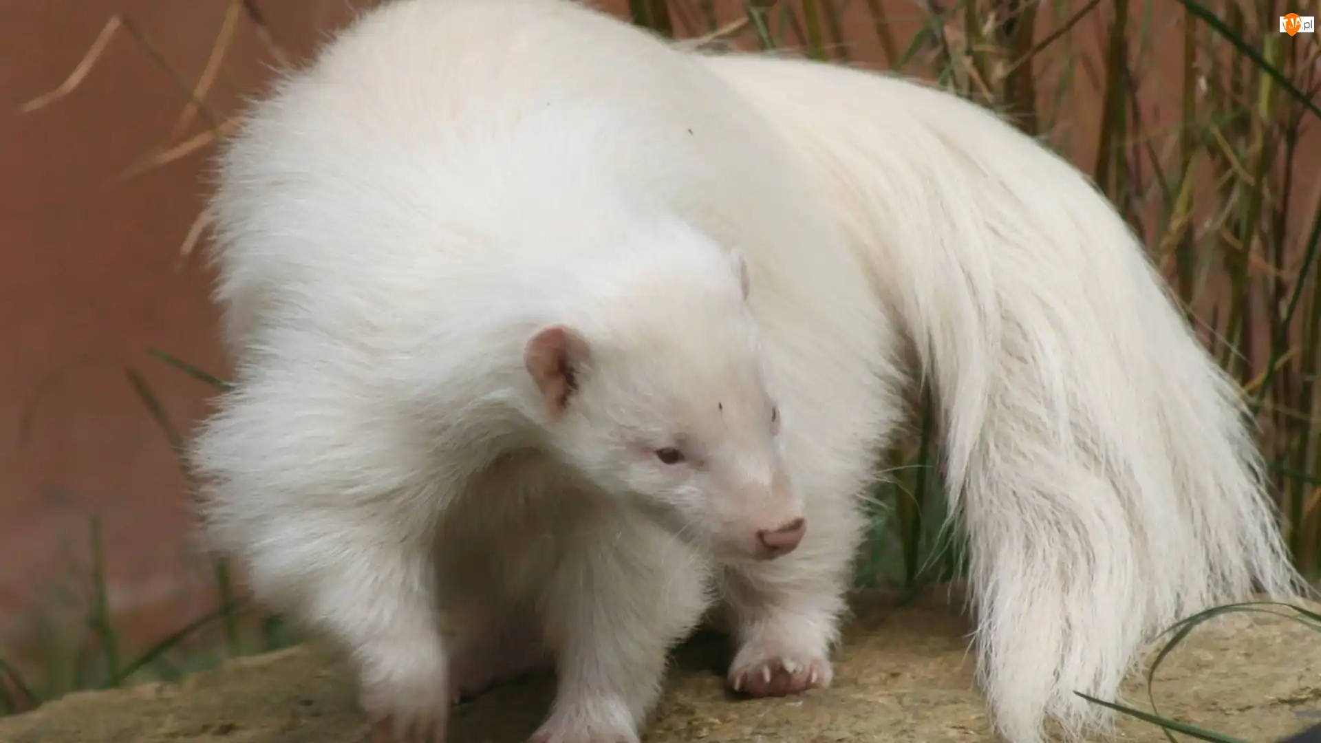 Skunks, Biały