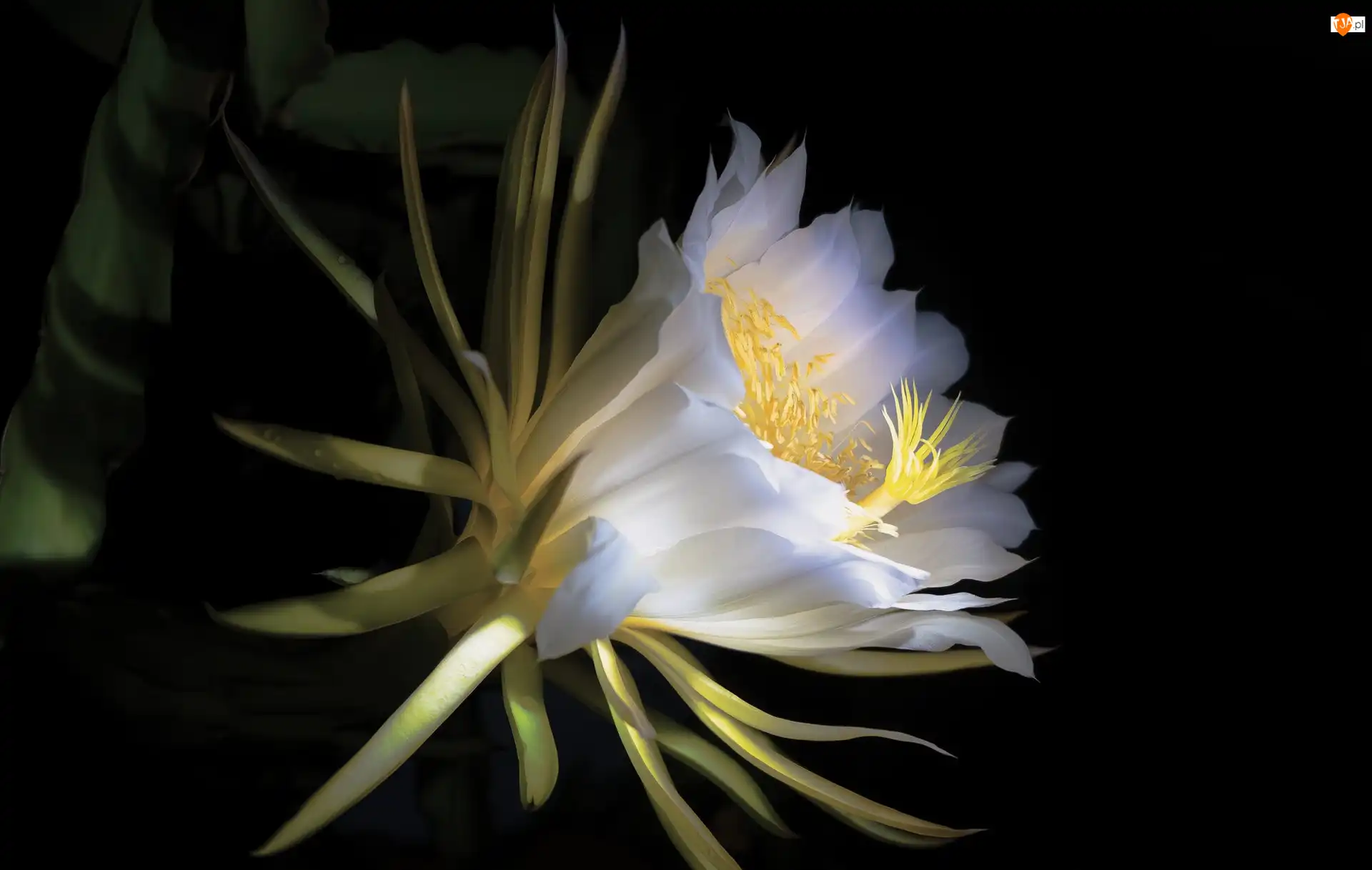 Kaktus, Biały, Kwiat, Epiphyllum