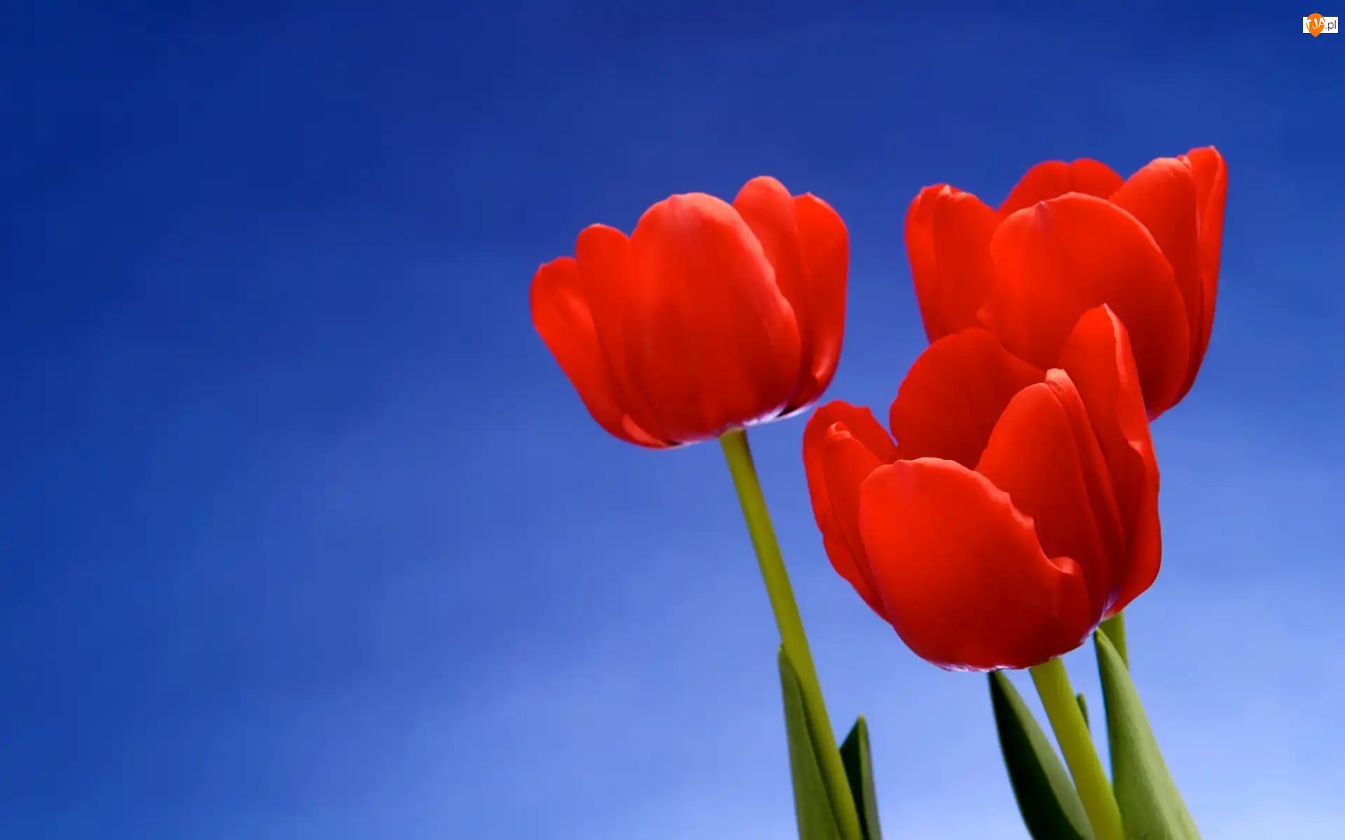 Tulipany, Nieba, Czerwone, Trzy, Błękit