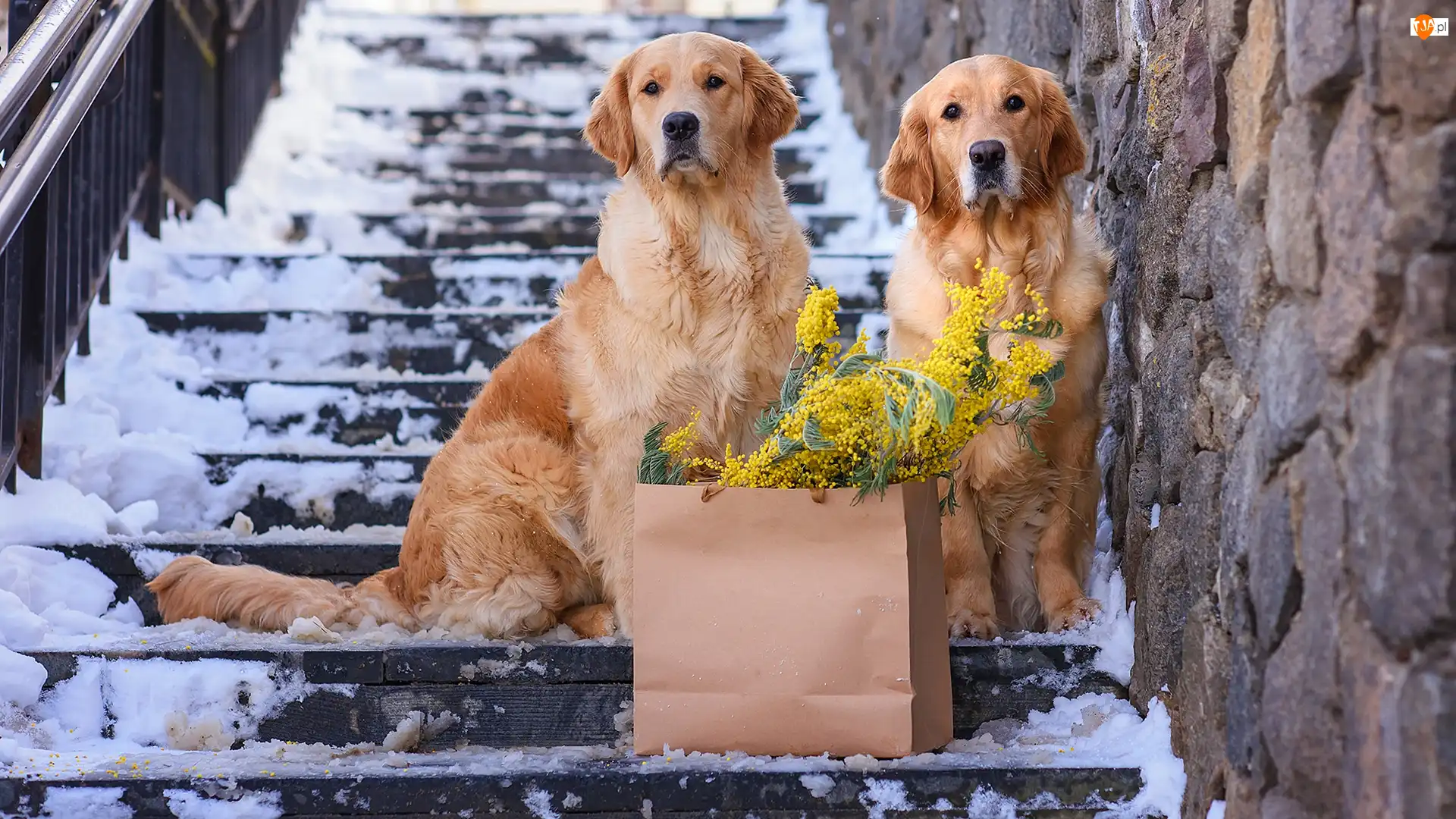 Psy, Golden retrievery, Kwiaty, Dwa, Torebka, Schody, Ośnieżone