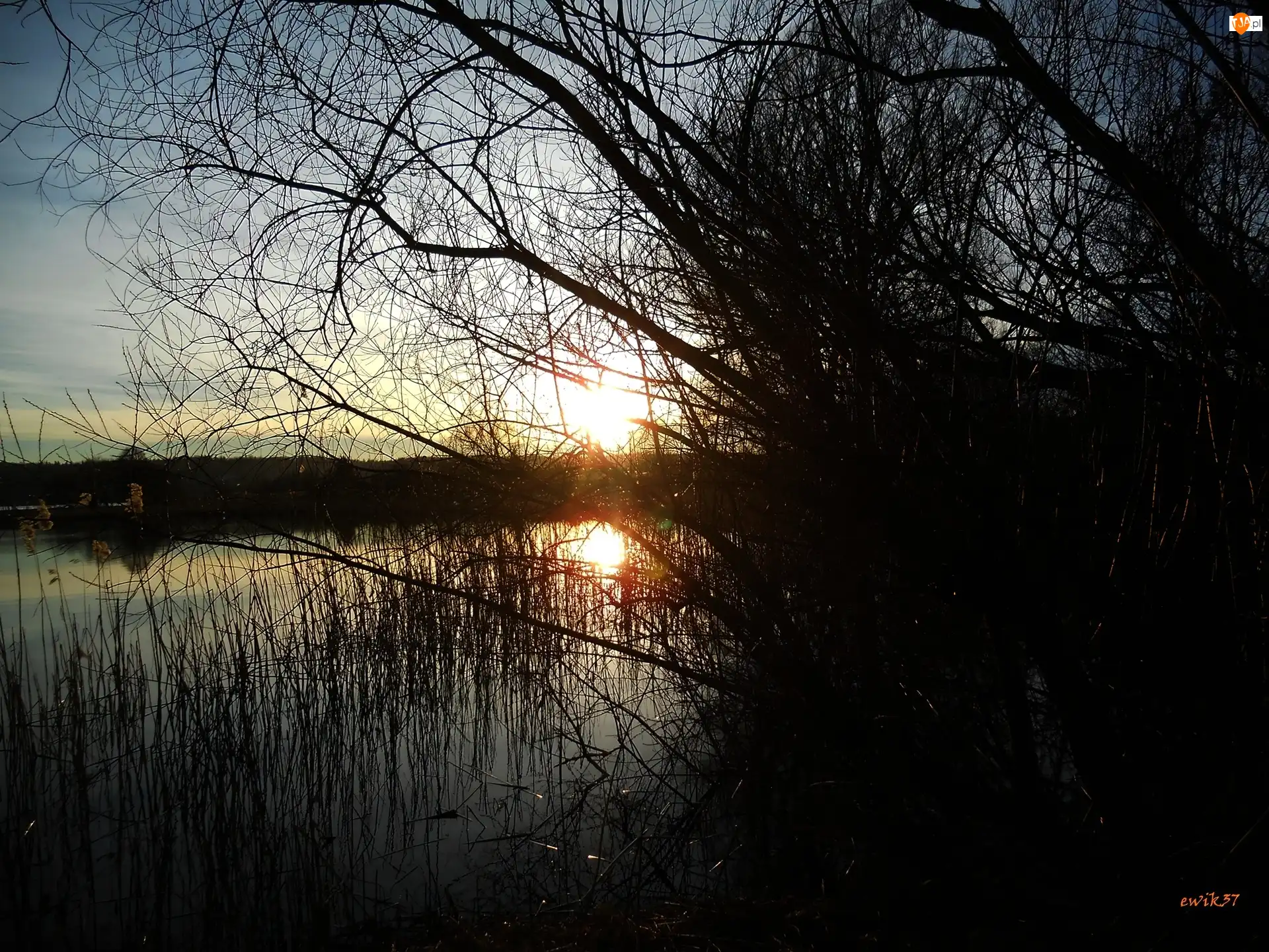 Drzewa, Jezioro, Słońce, Trawy