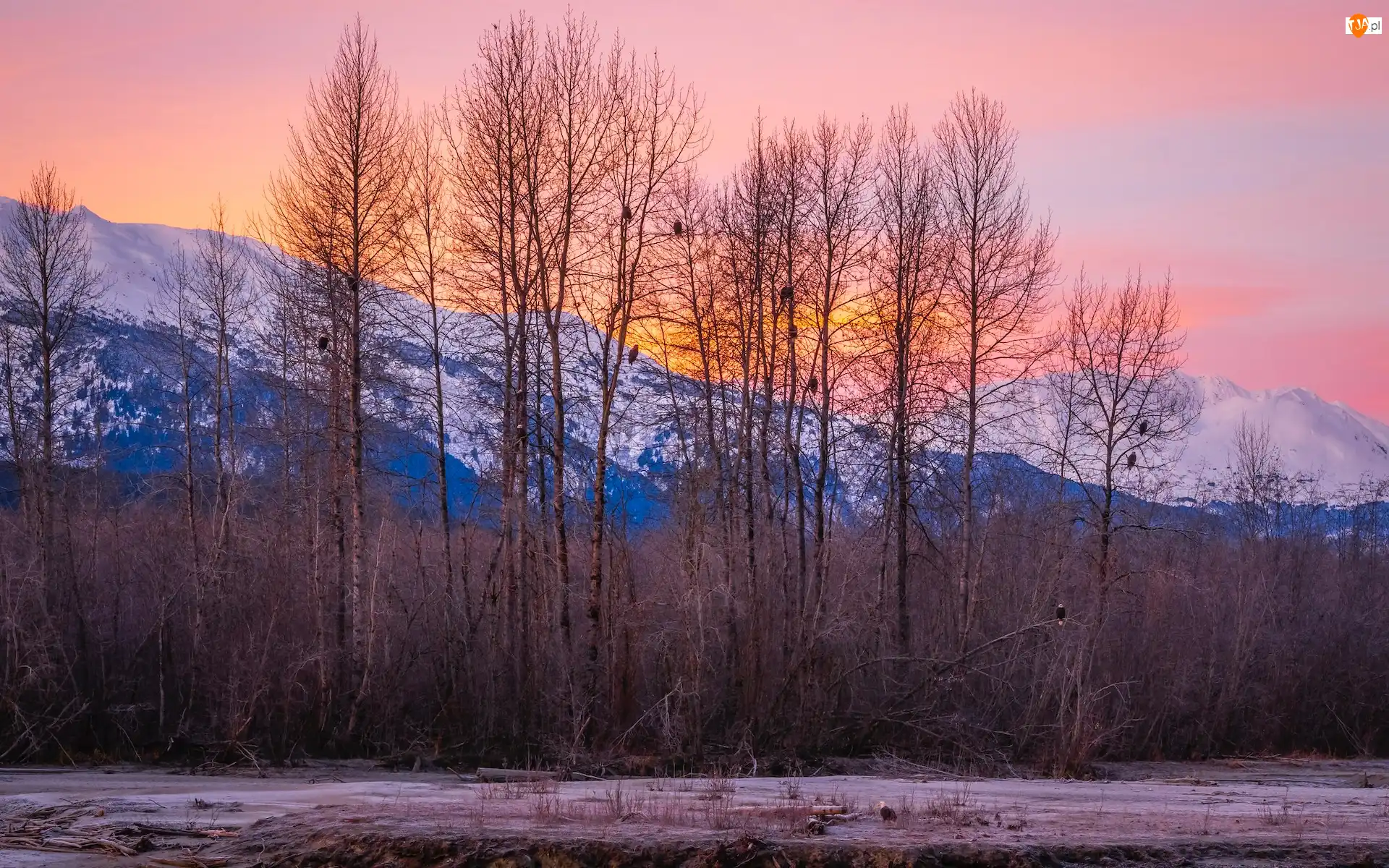 Zima, Stany Zjednoczone, Góry, Drzewa, Alaska, Chilkat Range, Ptaki, Haines