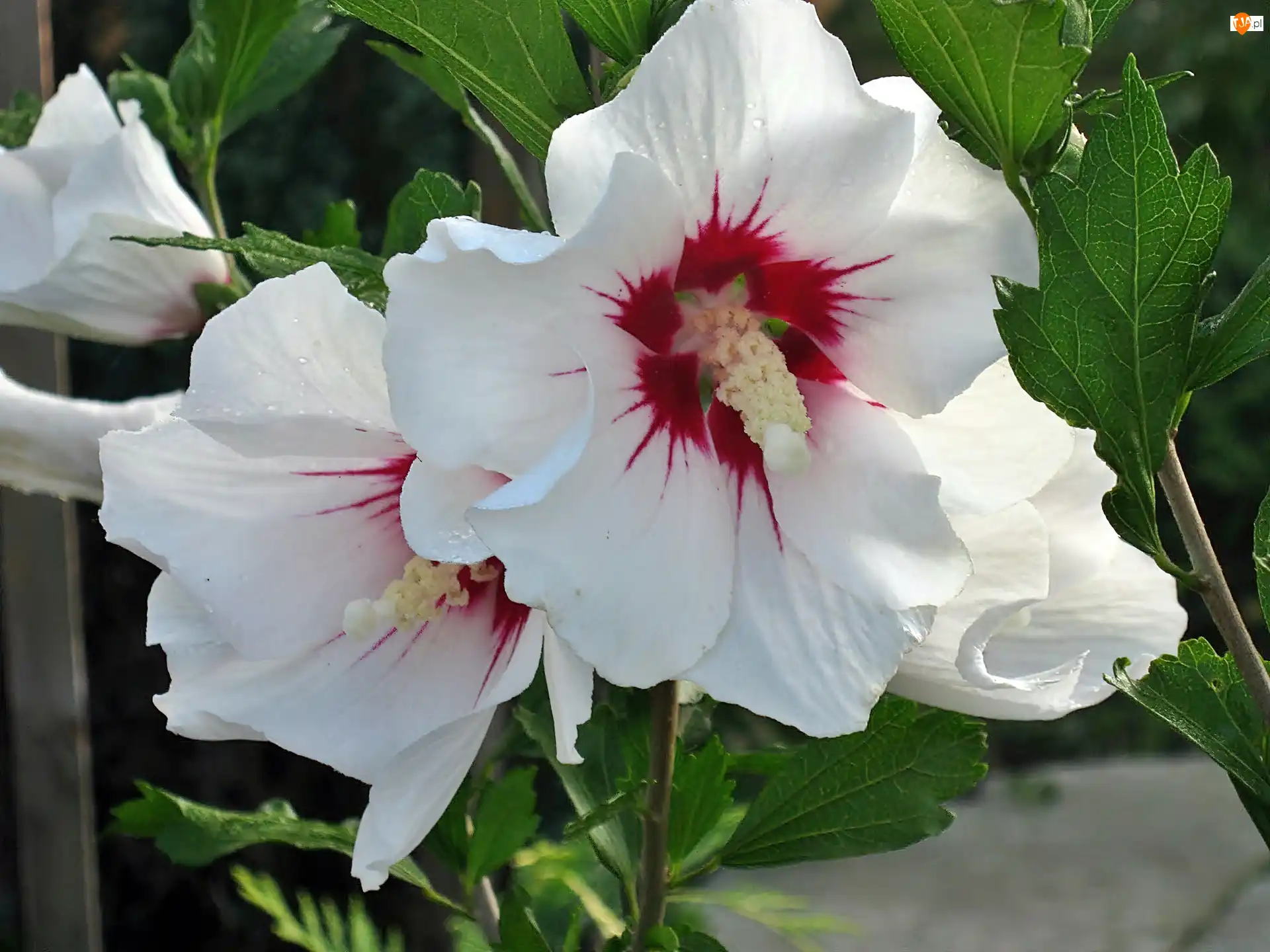 Zbliżenie, Biały, Hibiskus