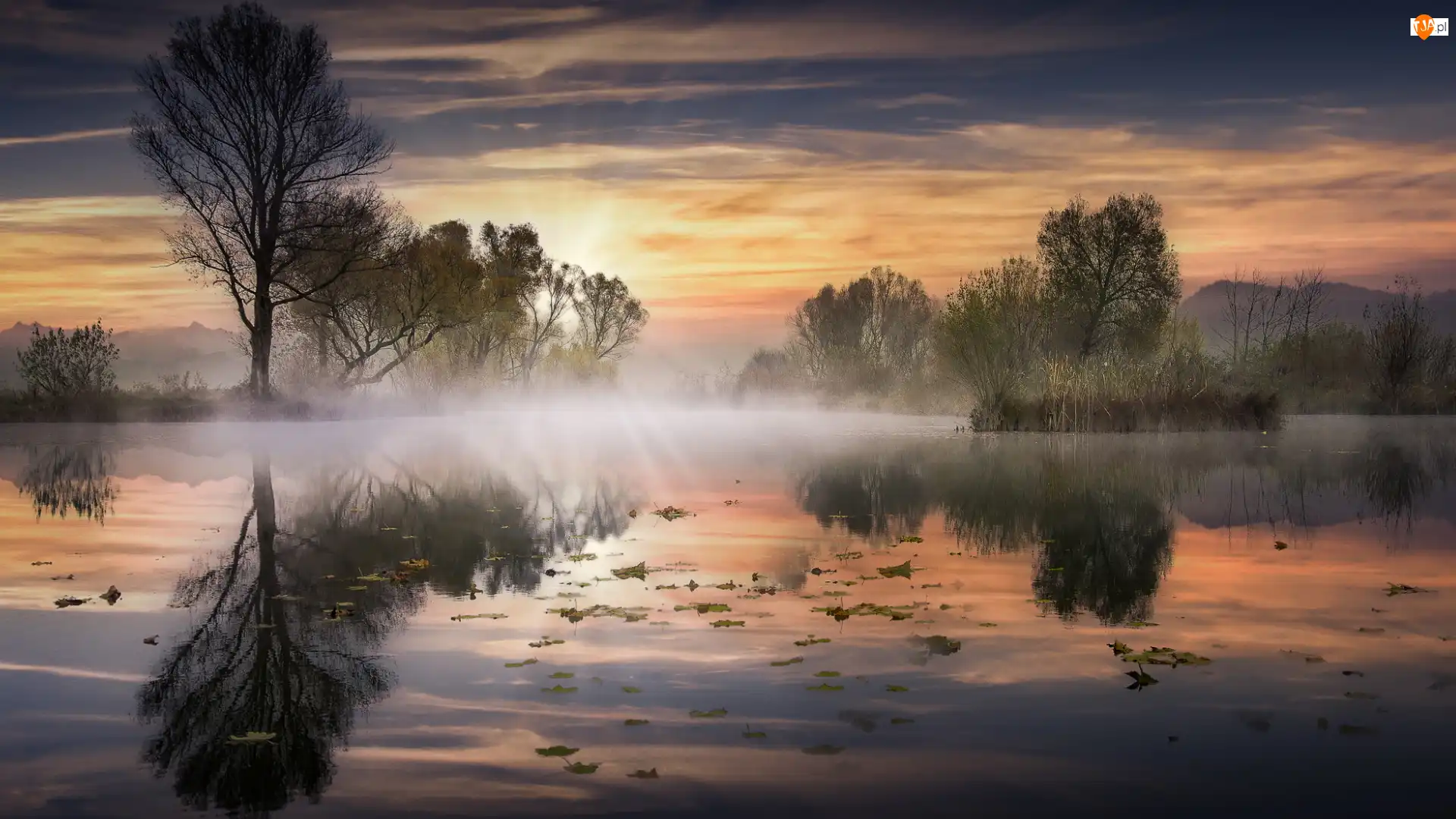 Drzewa, Staw, Odbicie, Wschód słońca, Szuwary, Mgła