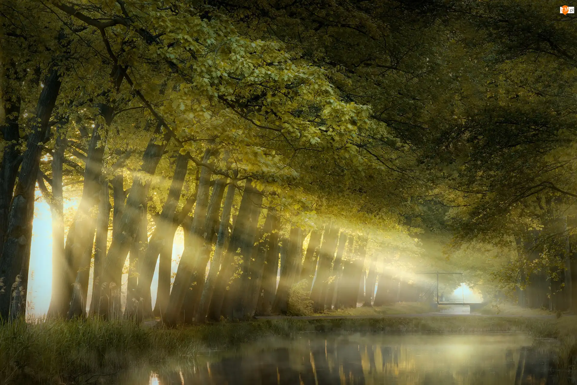 Rzeka, Przebijające światło, Drzewa, Park, Mgła