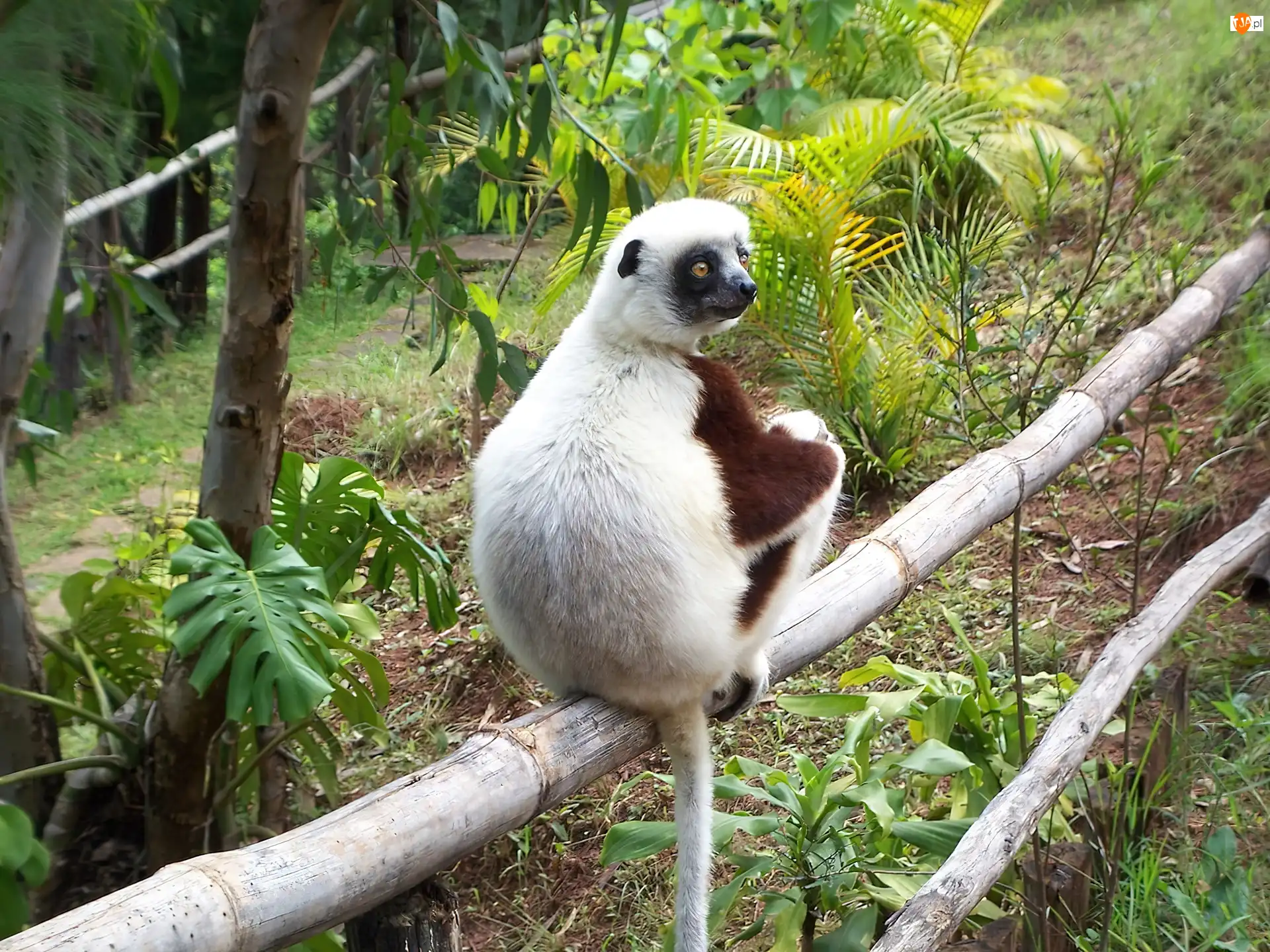 Roślinność, Lemur, Sifaka