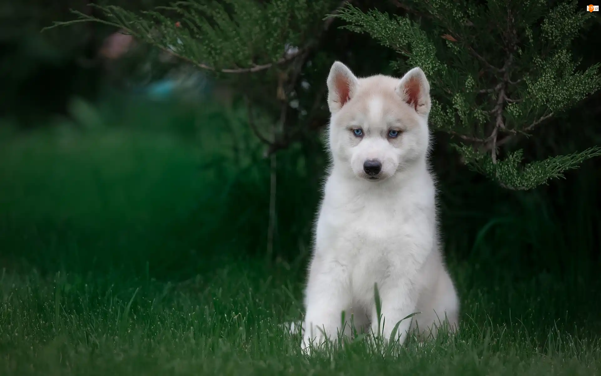 Krzew, Pies, Siberian husky, Szczeniak