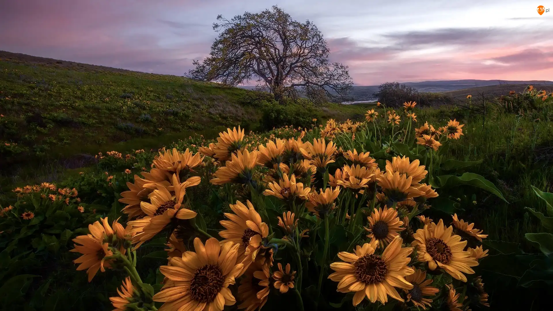 Stany Zjednoczone, Kwiaty, Oregon, Rezerwat przyrody, Columbia River Gorge, Balsamorhiza, Łąka, Żółte, Drzewo