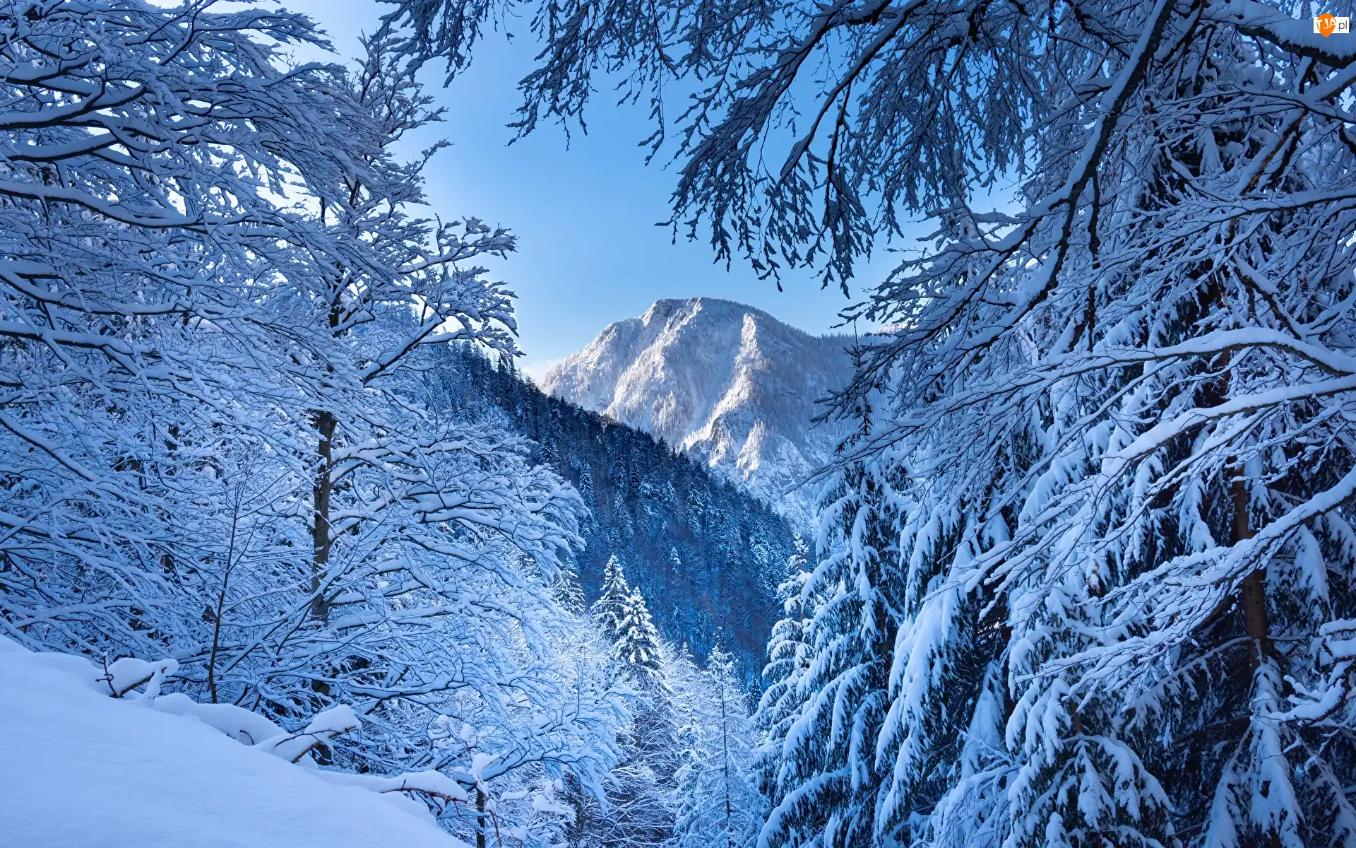 Ośnieżone, Zima, Góry, Austria, Drzewa, Alpy
