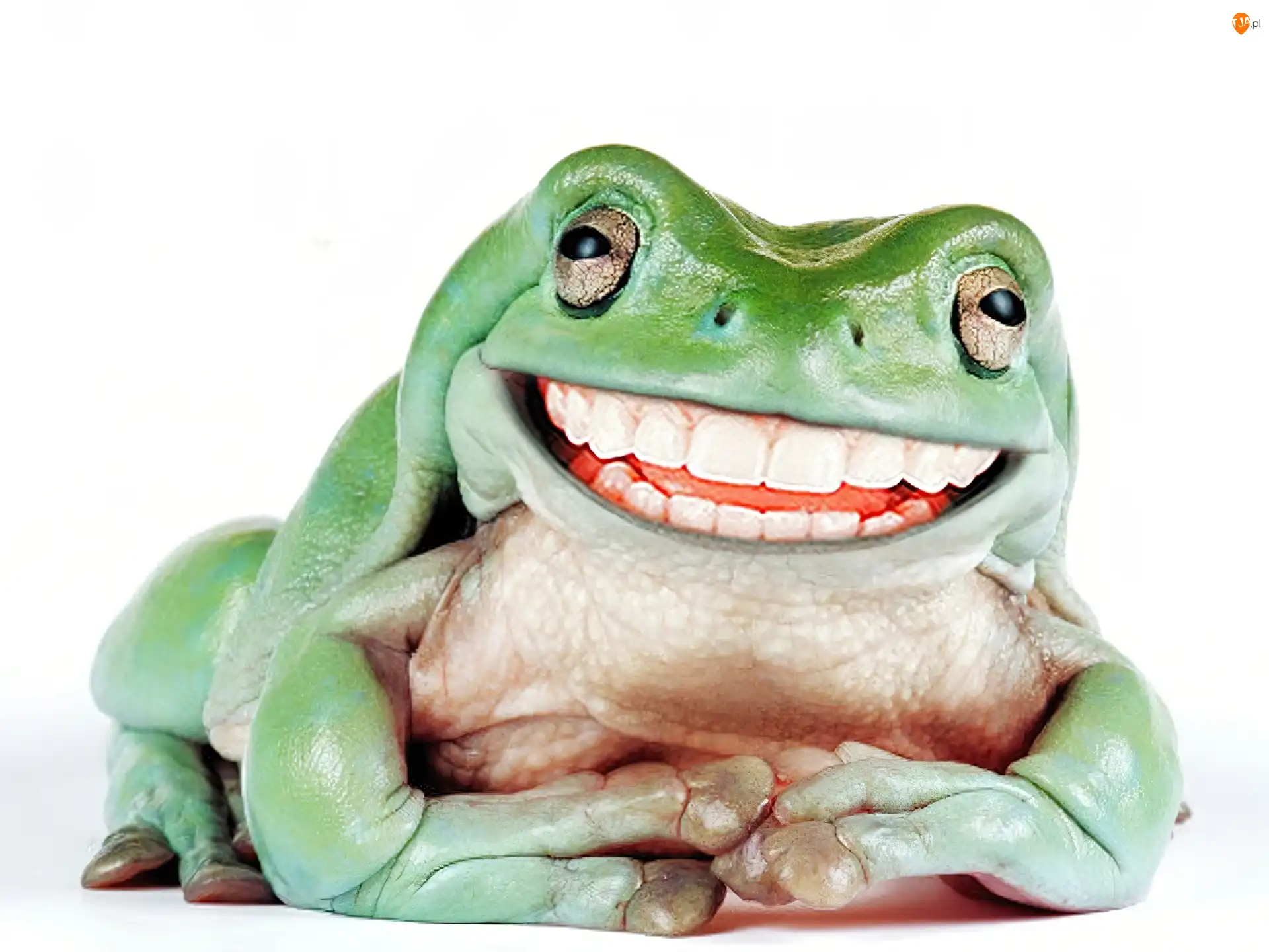 Żaba, Roześmiana