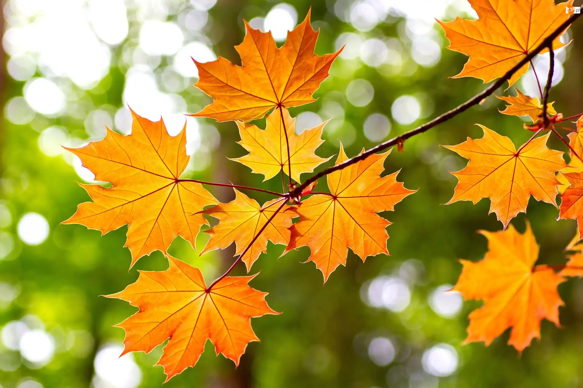 Gałąź, Jesień, Klon, Drzewo, Liście