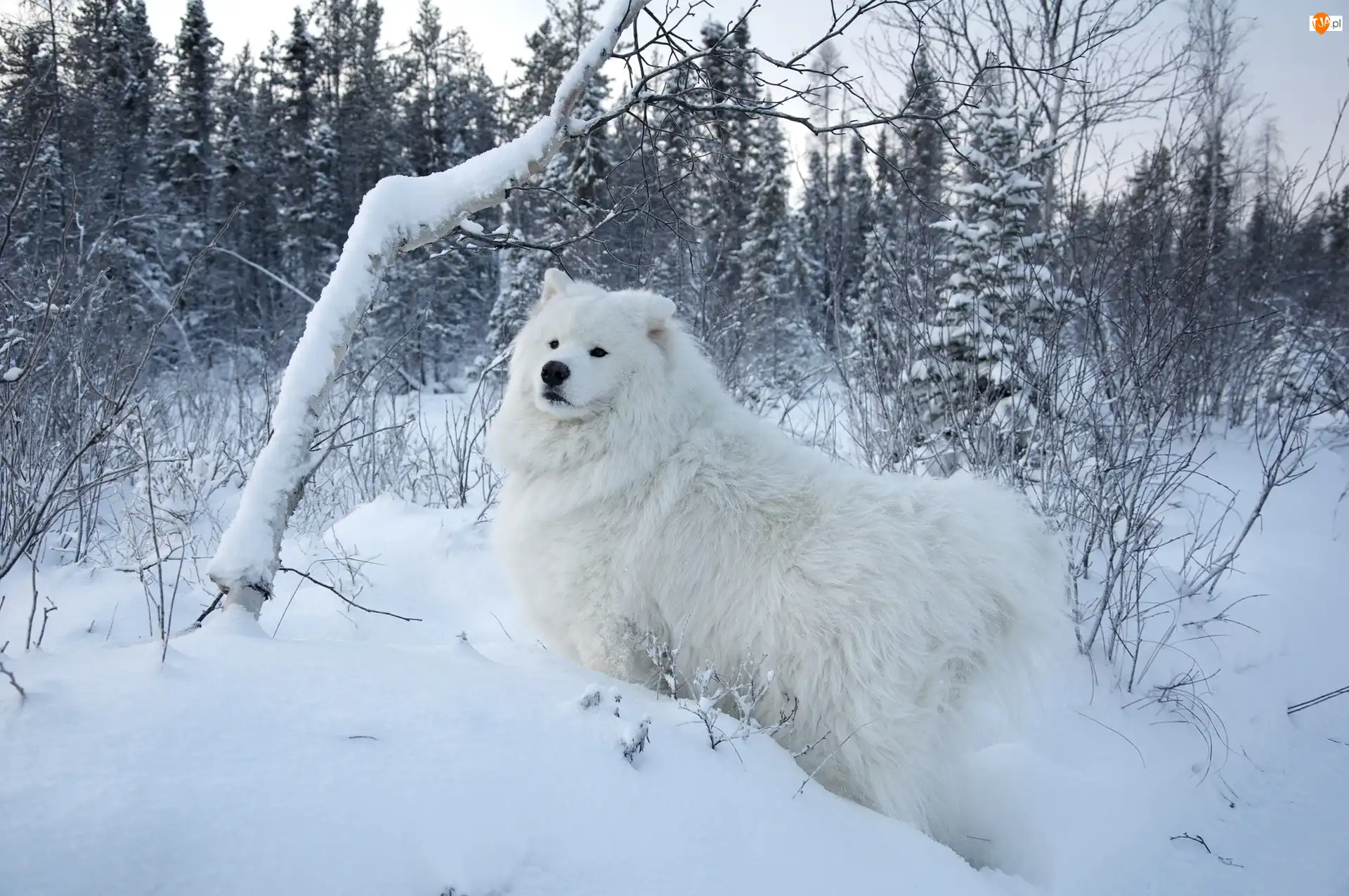 Biały, Samojed, Lasek, Zima, Pies