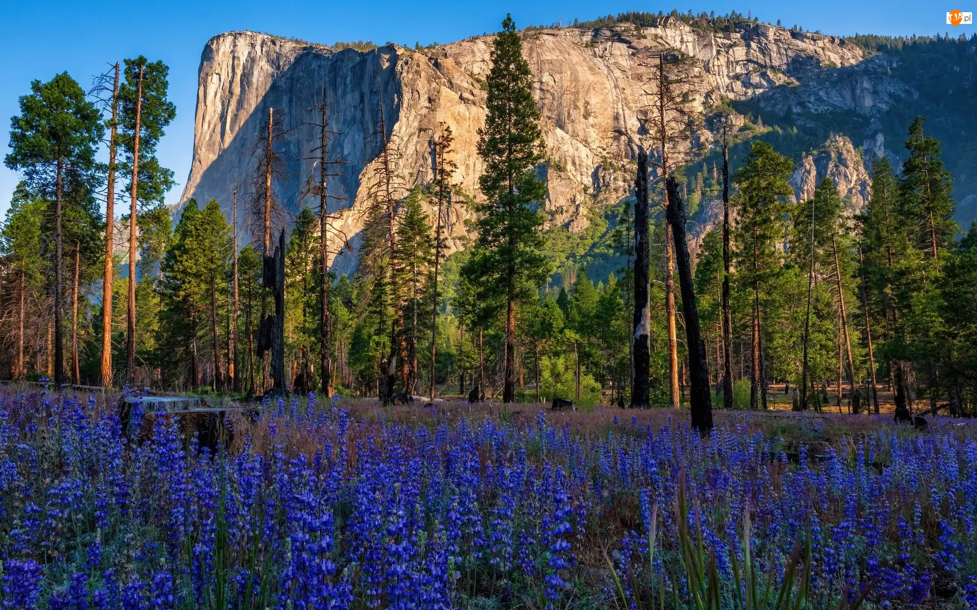 El Capitan, Stany Zjednoczone, Drzewa, Skała, Kalifornia, Góra, Kwiaty, Park Narodowy Yosemite