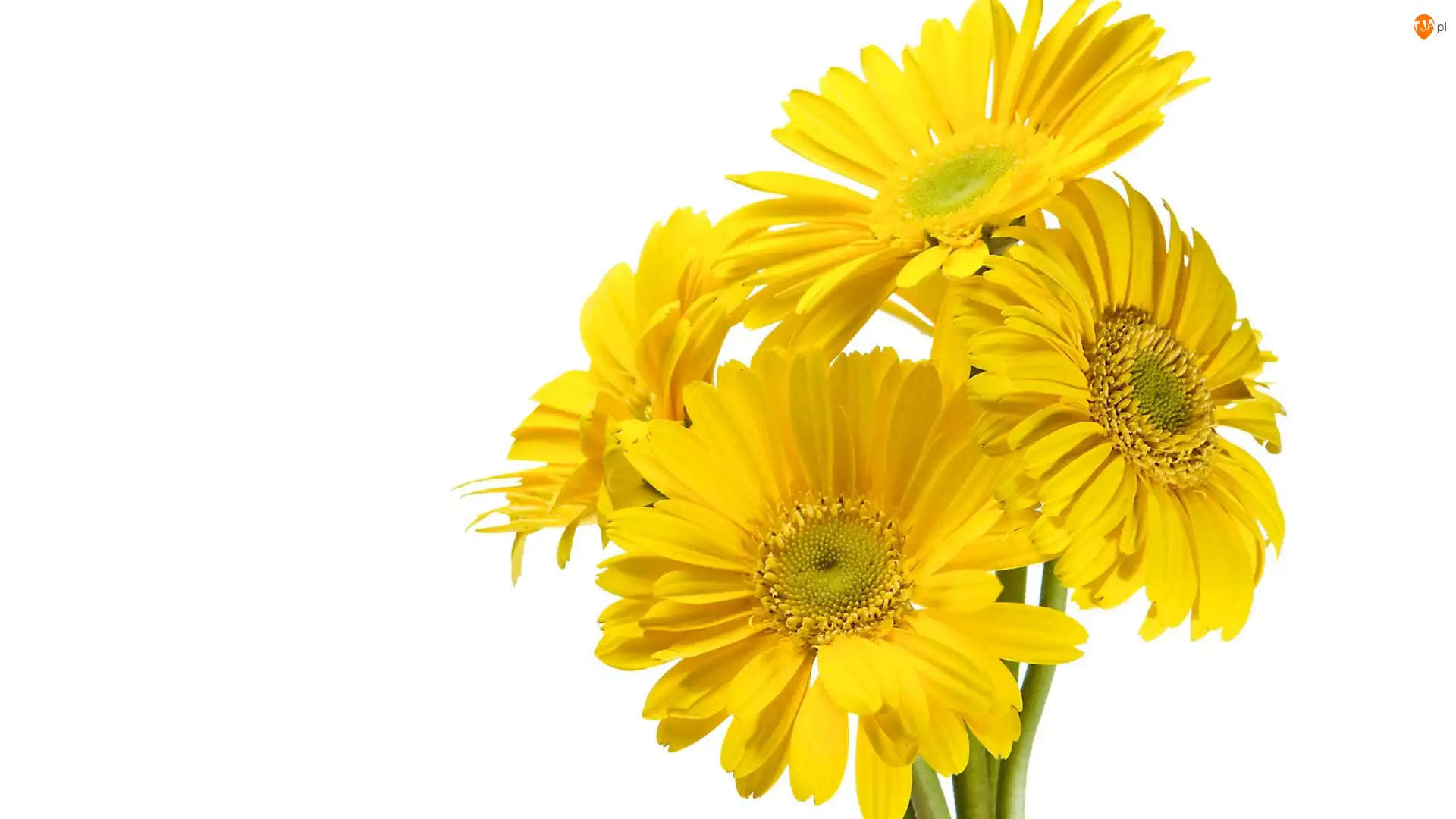 Gerbery, Kwiaty, Żółte, Cztery