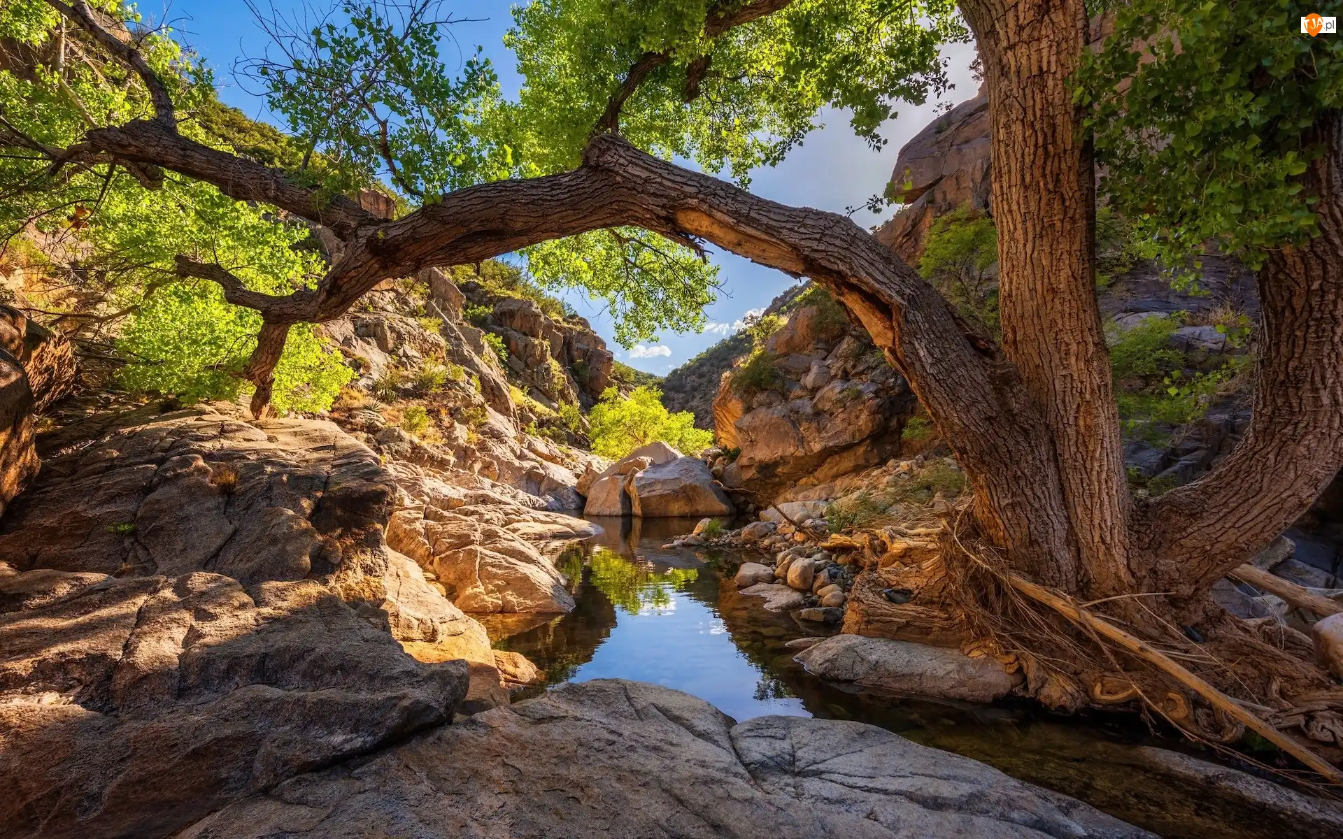 Prescott National Forest, Skały, Poland Creek, Arizona, Wąwóz, Drzewo, Stany Zjednoczone, Rzeka