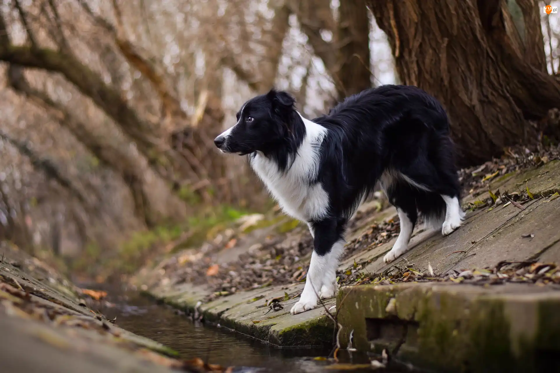 Border collie, Koryto, Strumyk, Pies