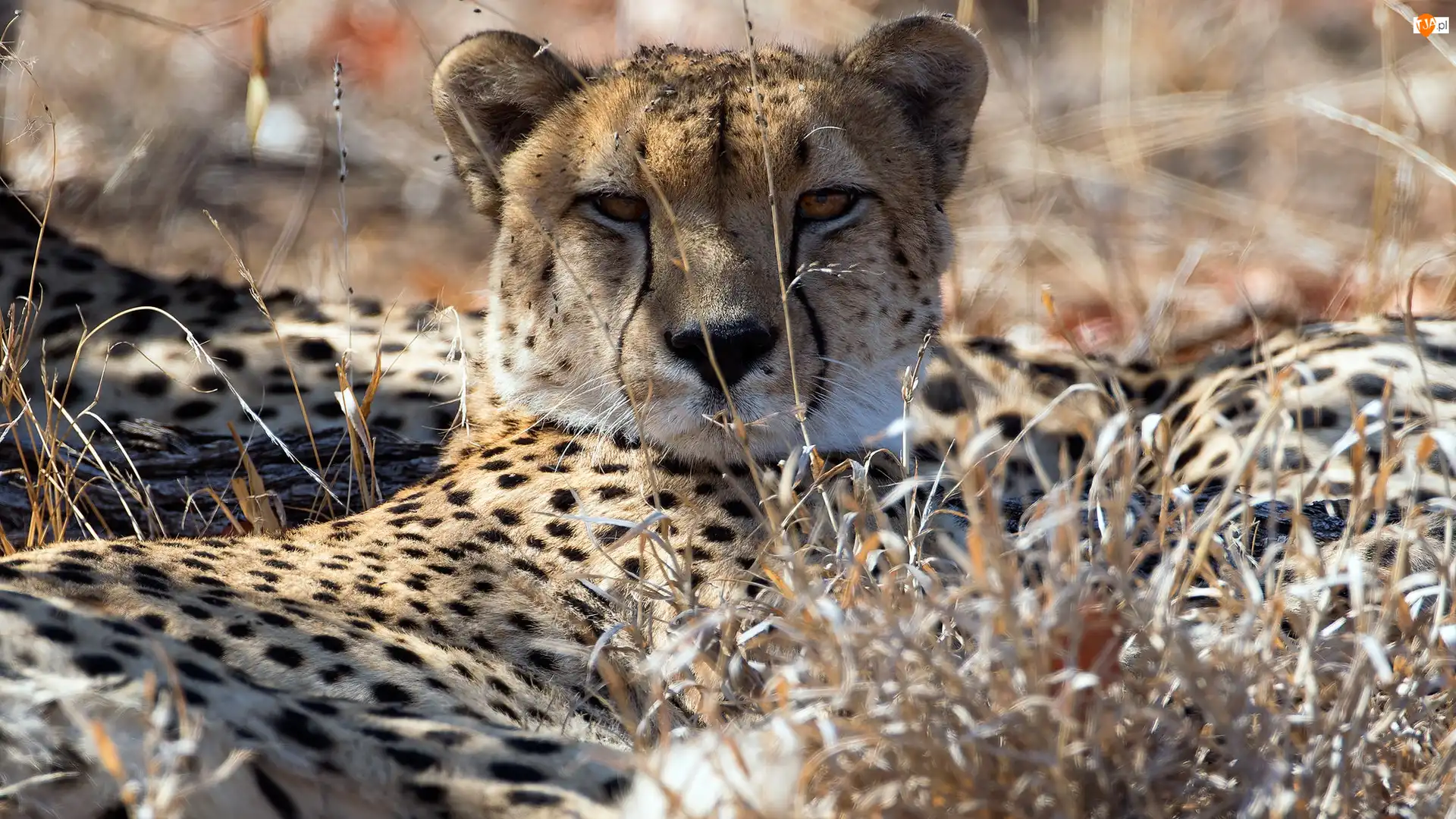 Trawa, Gepard, Sucha