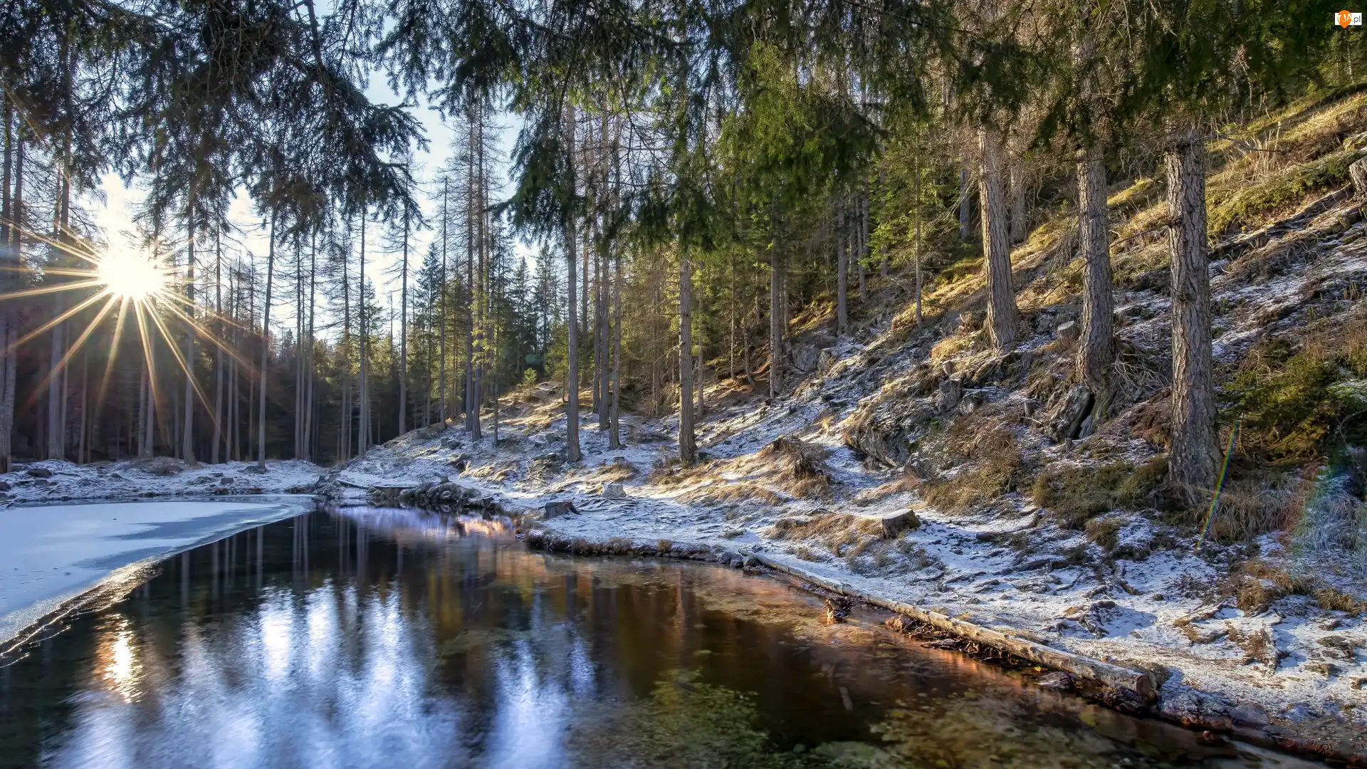 Drzewa, Promienie słońca, Las, Zima, Staw