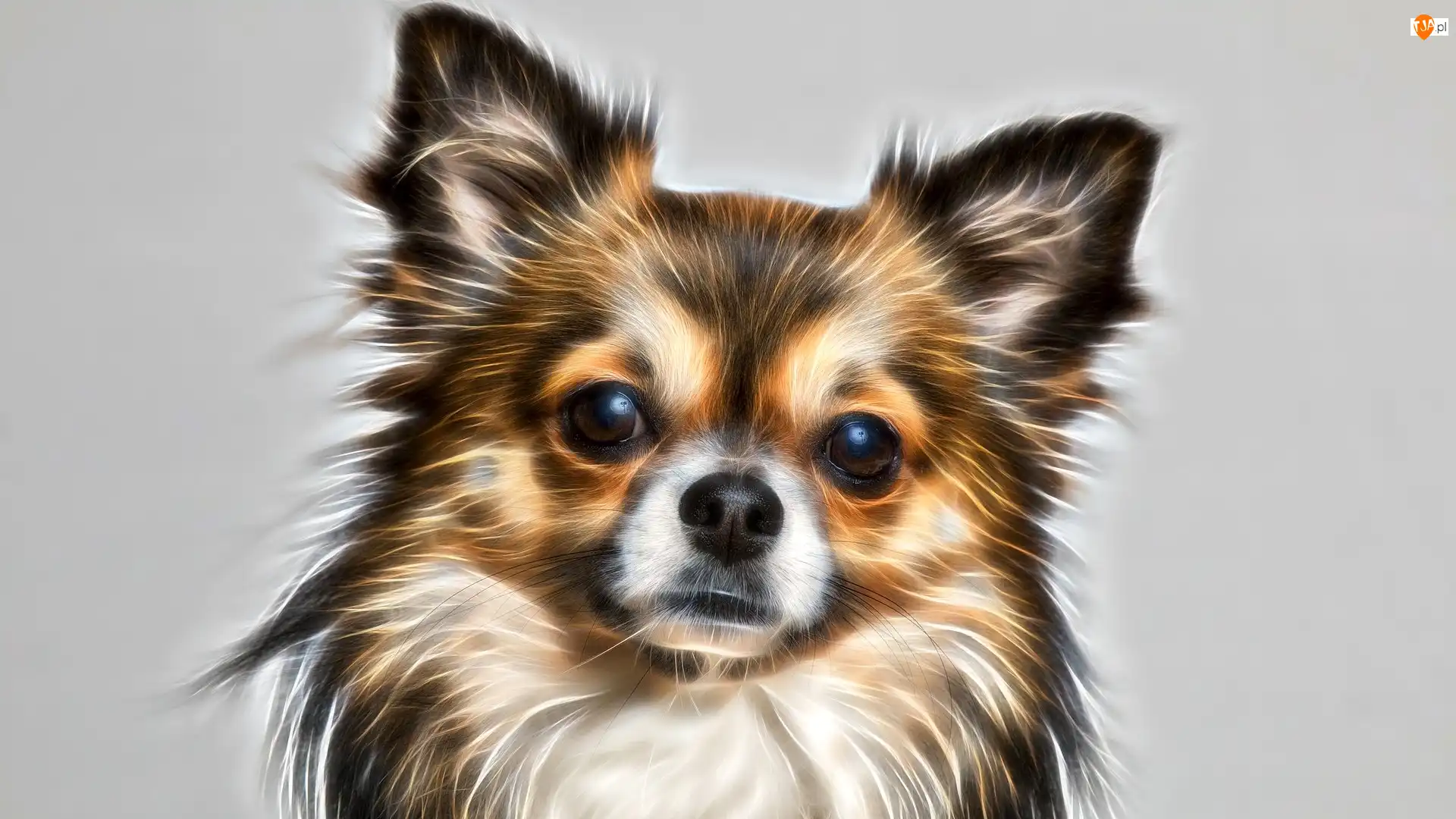 Chihuahua, Pies, Fractalius, Tło, Mordka, Szare