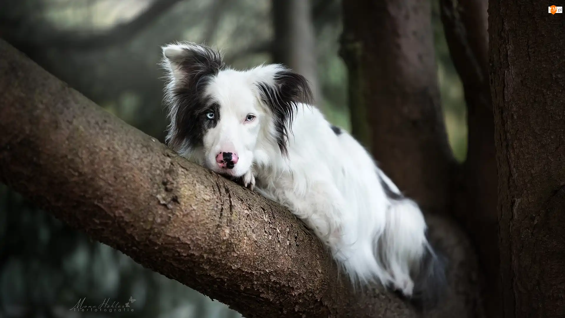 Border collie, Konar, Leżący, Pies, Drzewo