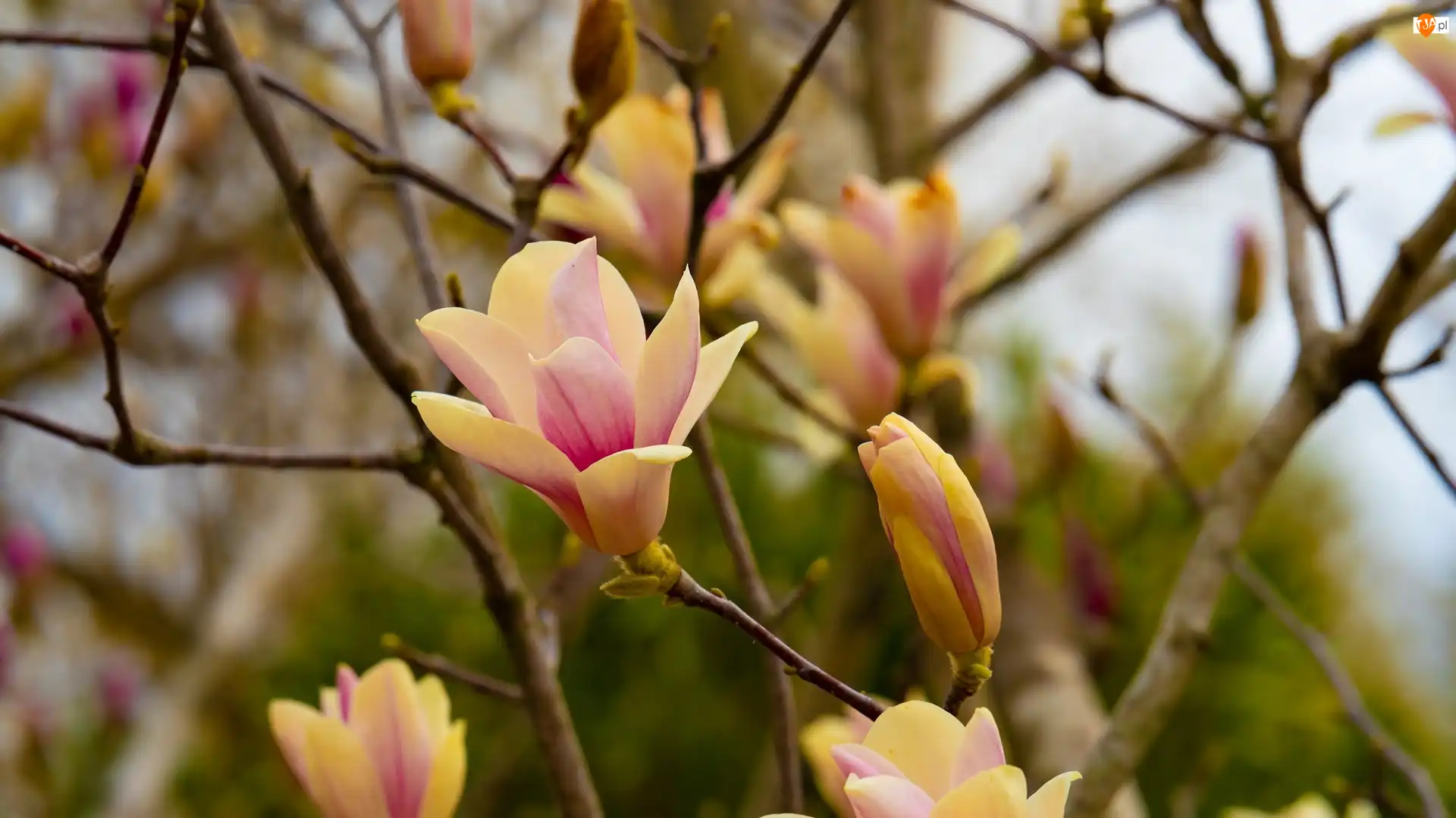 Gałązki, Rozkwitające, Kwiaty, Magnolia