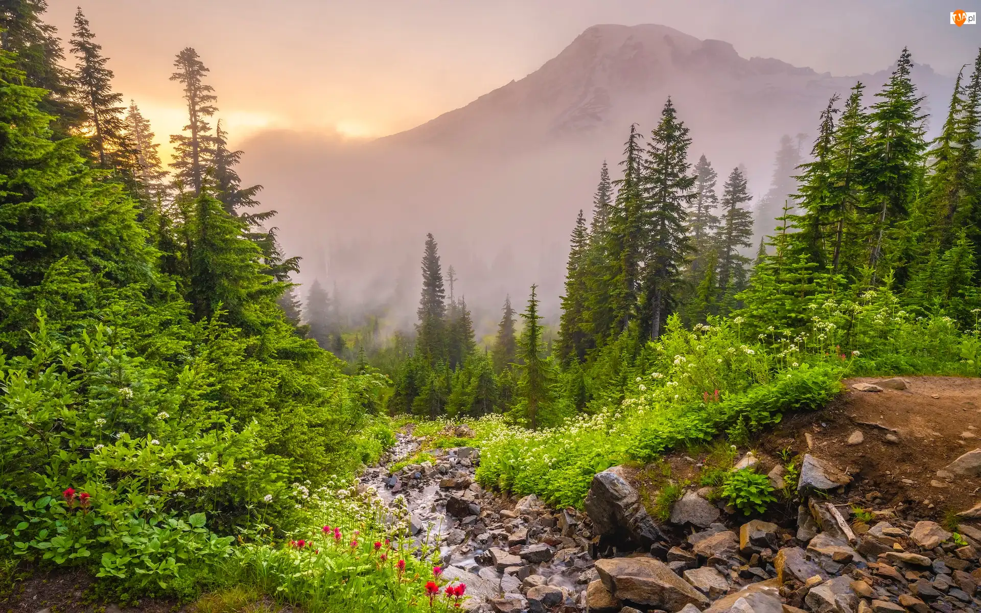 Mgła, Waszyngton, Kamienie, Szlak Pinnacle Saddle Hike, Drzewa, Park Narodowy Mount Rainier, Góry, Stany Zjednoczone, Wąwóz