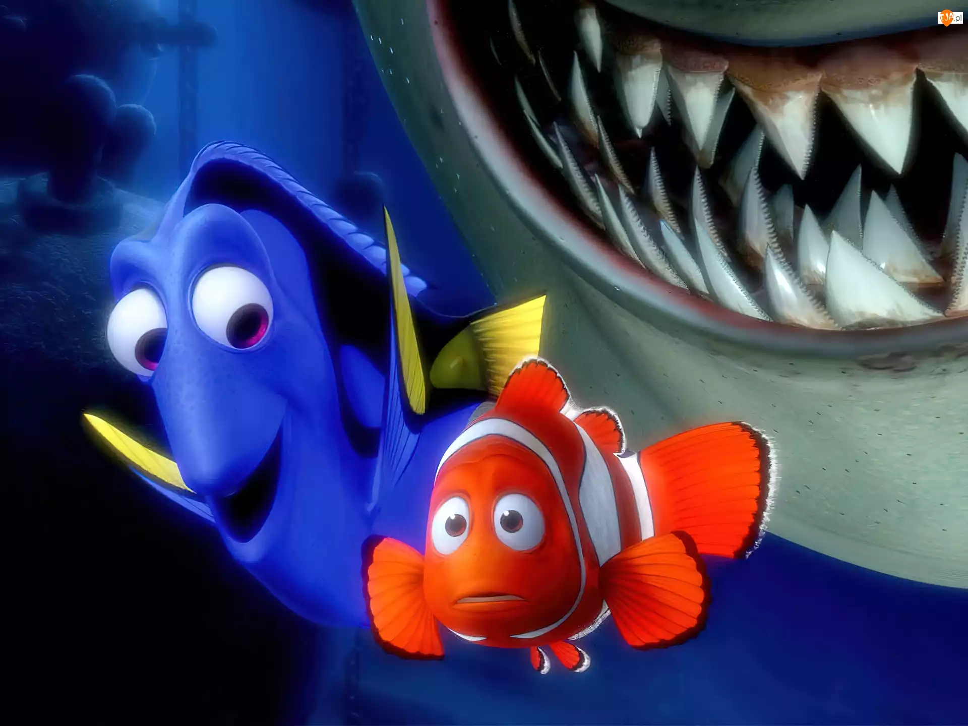 Bajka, Rekin, Finding Nemo, Gdzie jest Nemo, Nemo