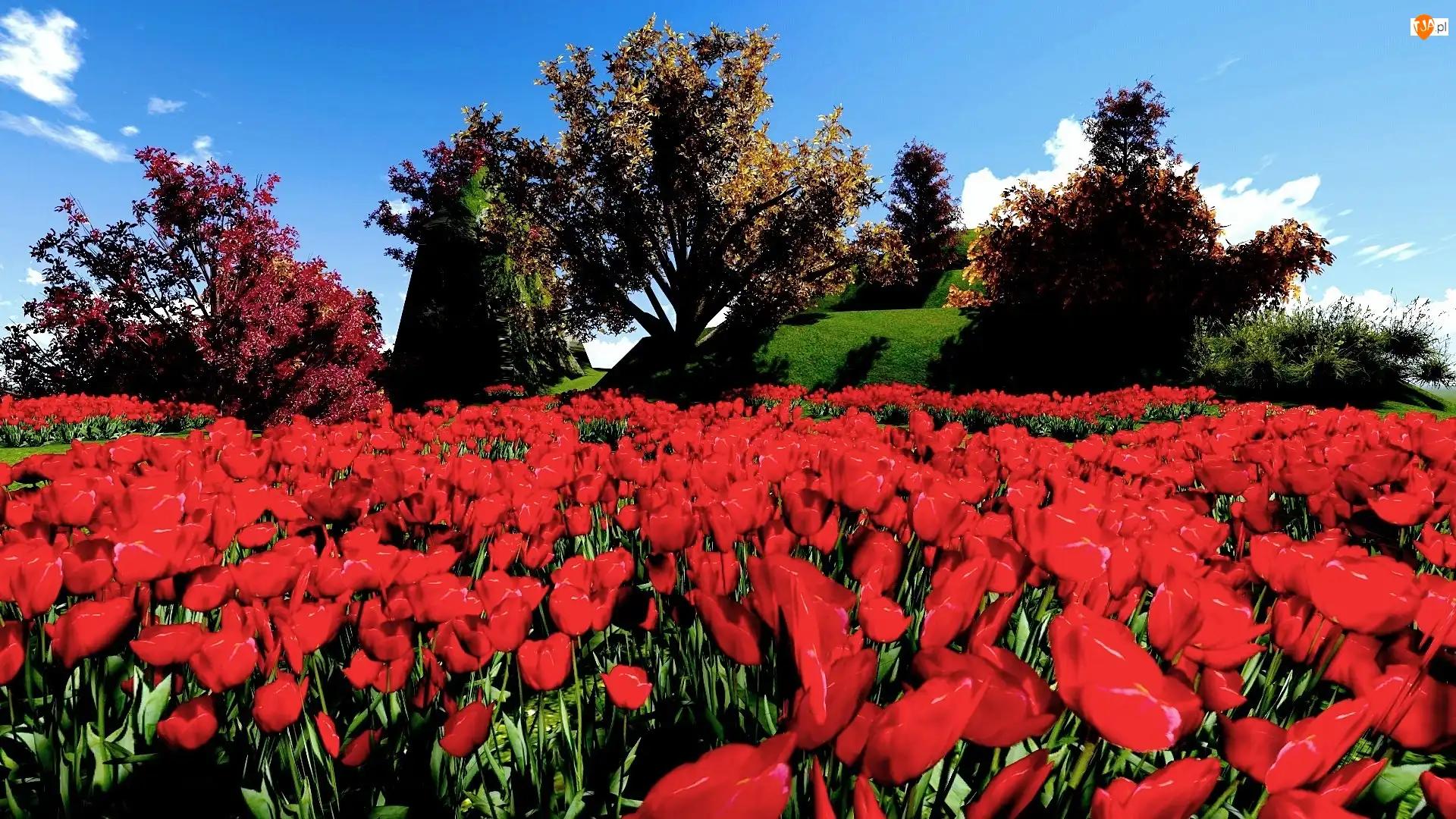 Tulipany, Wiosna, Par, Czerwone
