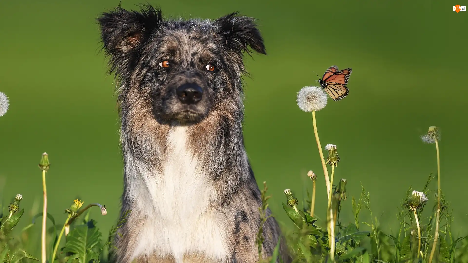 Kwiaty, Motyl, Owczarek australijski, Pies, Dmuchawiec
