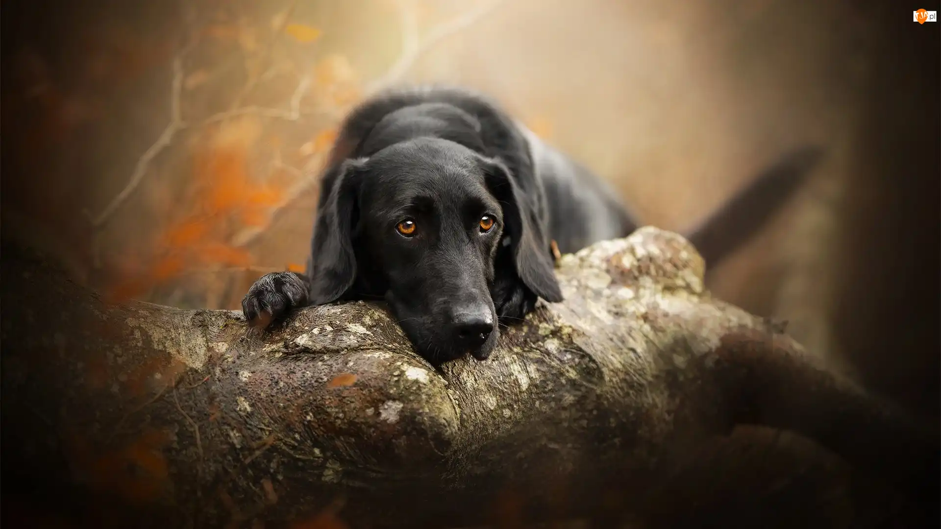 Drzewo, Pies, Labrador retriever, Mordka