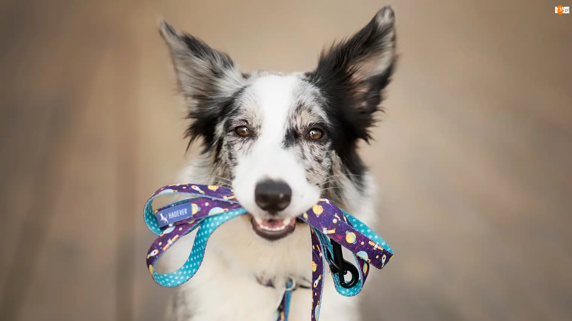 Smycz
, Pies, Border collie, Mordka