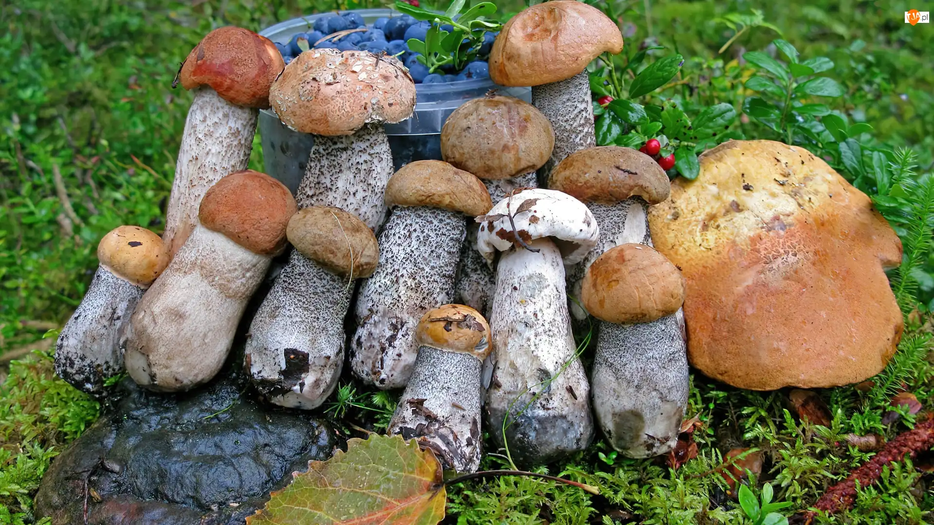 Jagody, Grzyby, Kraśniak, Mech, Wiaderko, Liście