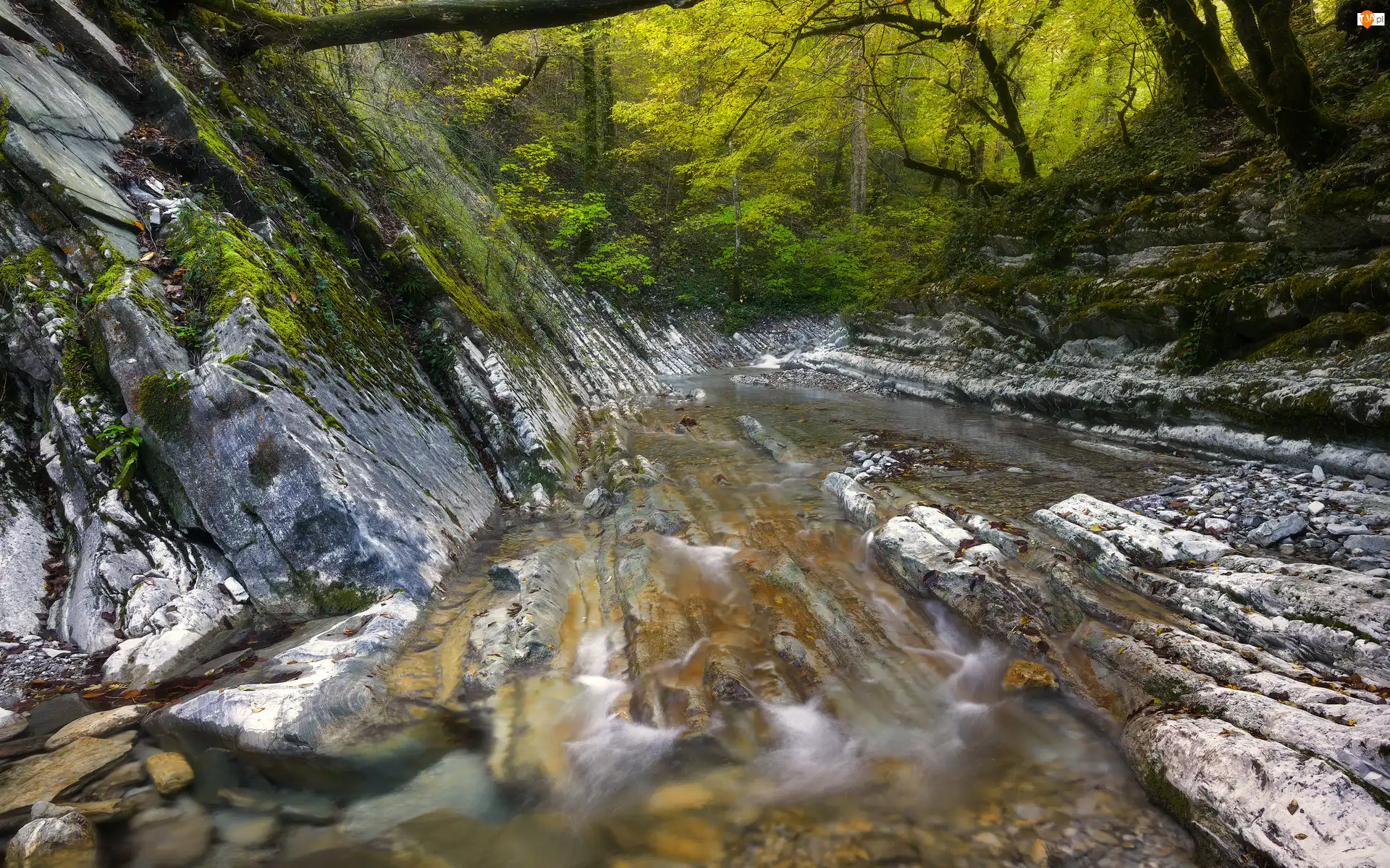 Skarpa, Koryto, Skały, Las, Rzeka
