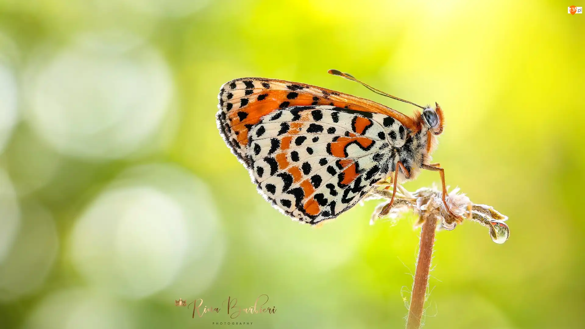 Zielone tło, Motyl, Roślina, Makro