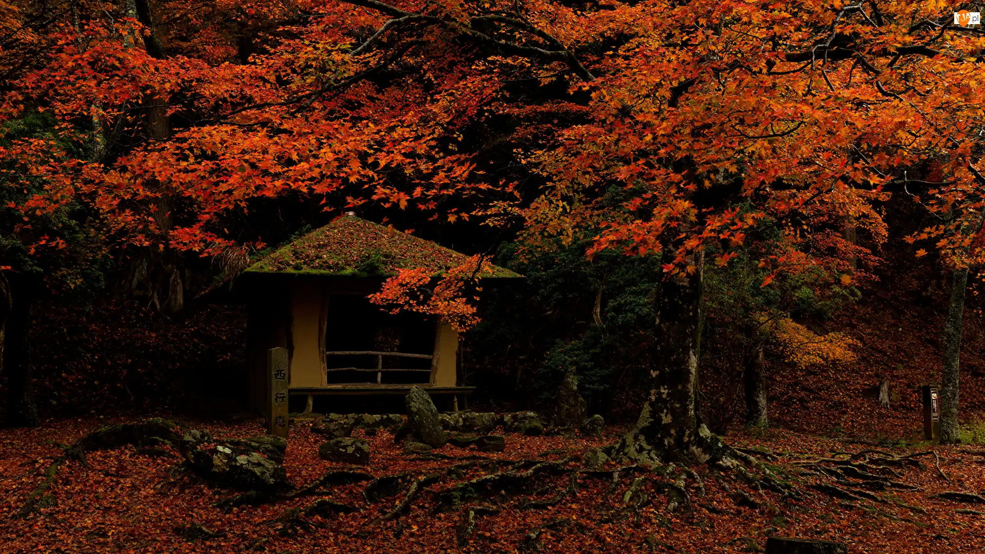Park w Nara, Jesień, Liście, Miejscowość Nara, Drzewa, Altana, Japonia, Czerwonawe