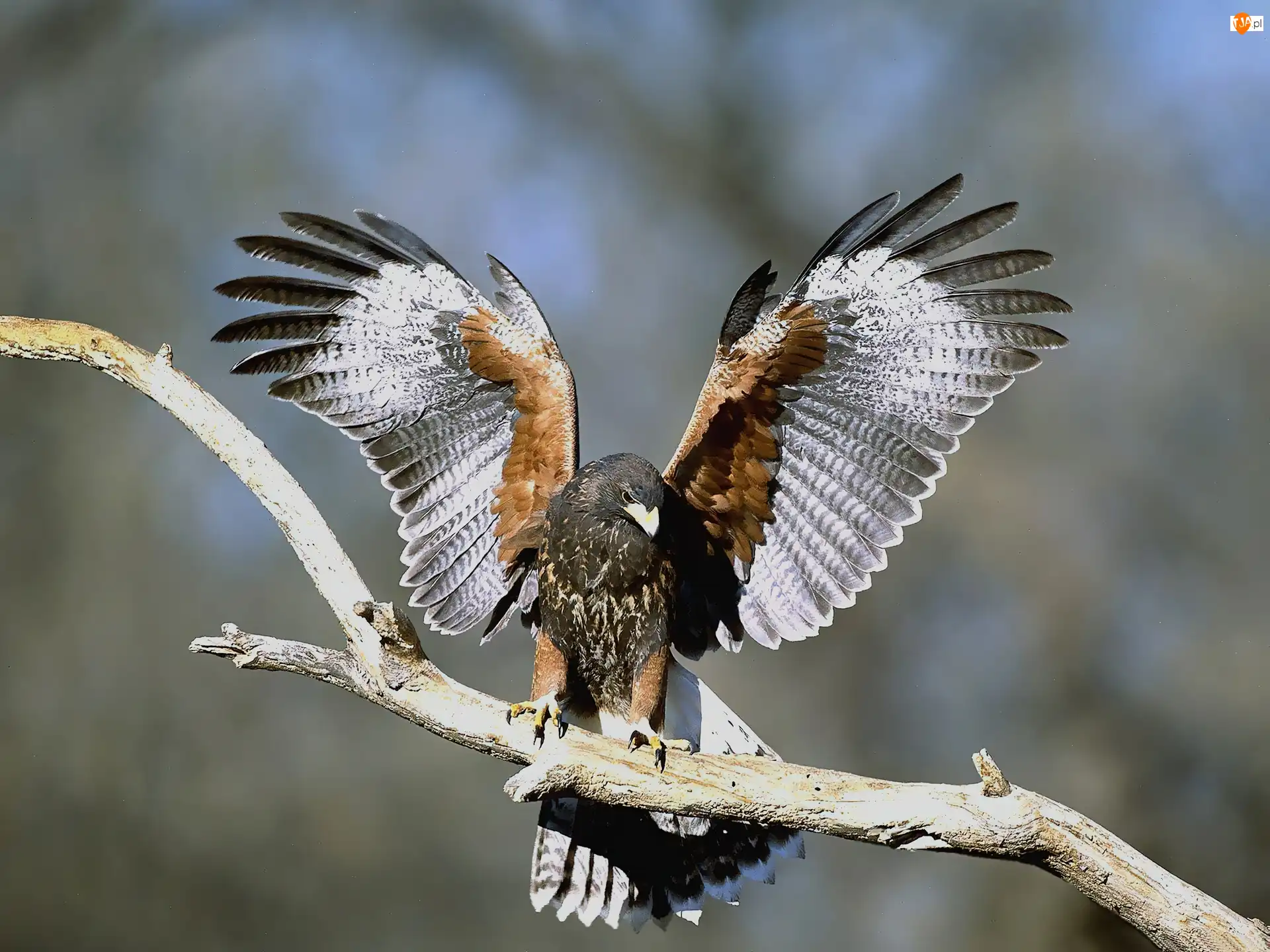 Myszołowy, Harris, Hawk