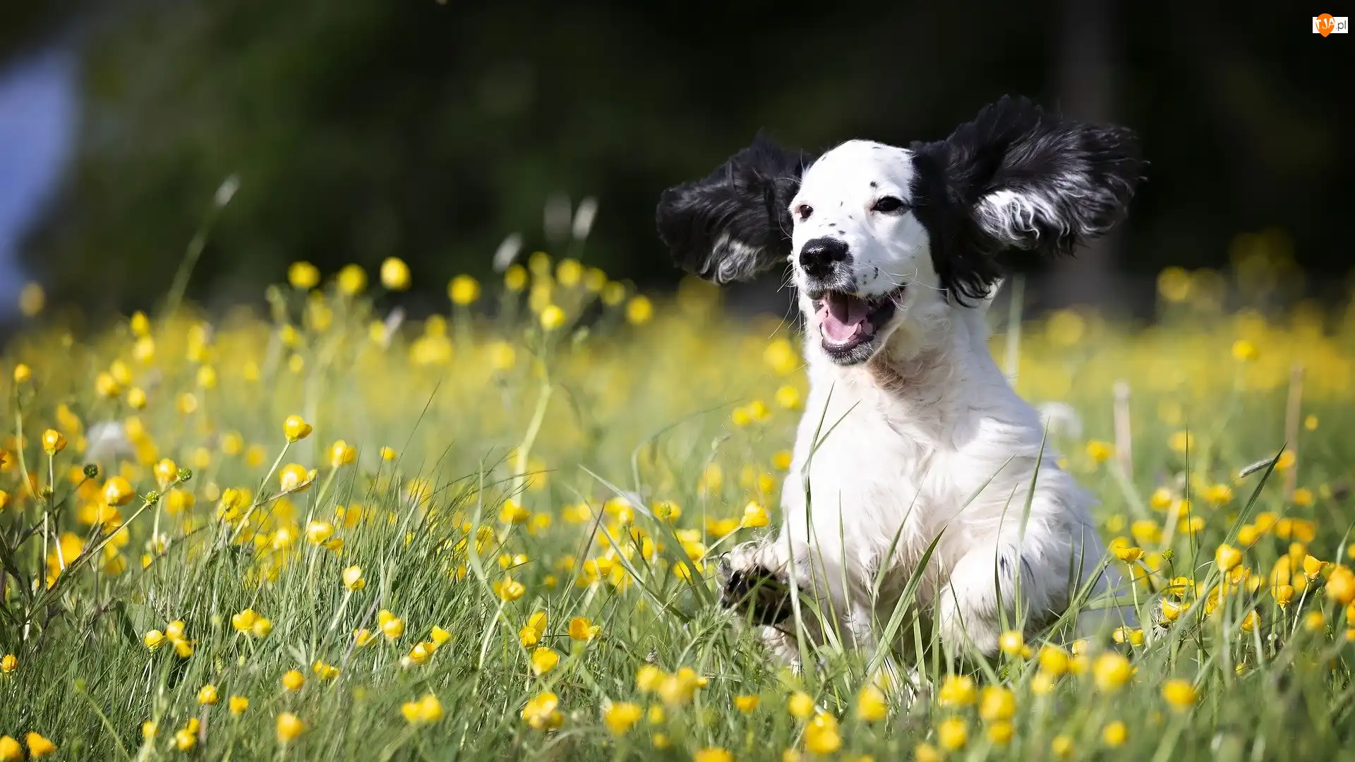 Trawa, Szczeniak, Cocker spaniel