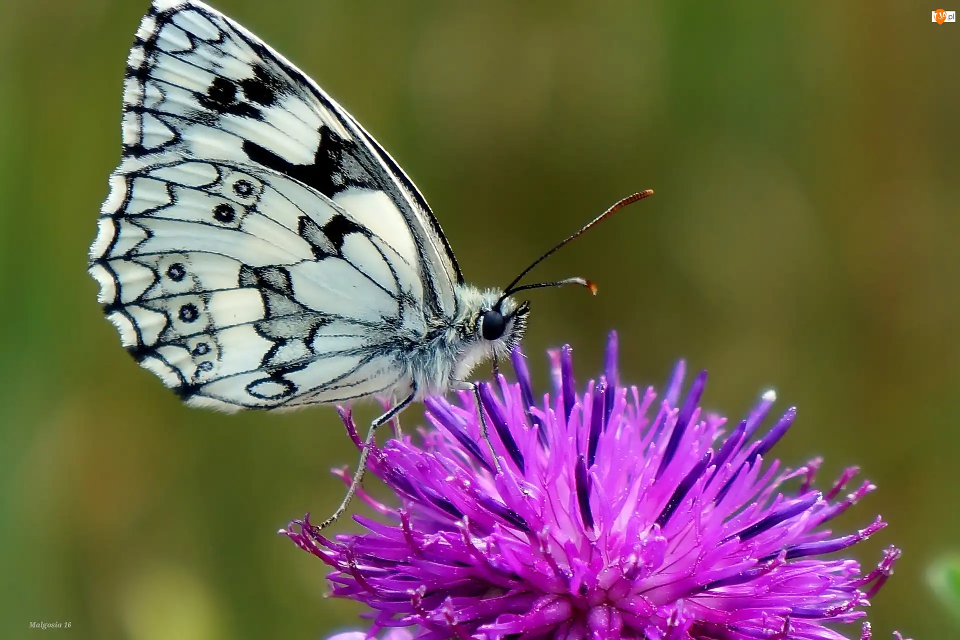 Oset, Owad, Motyl, Polowiec szachownica