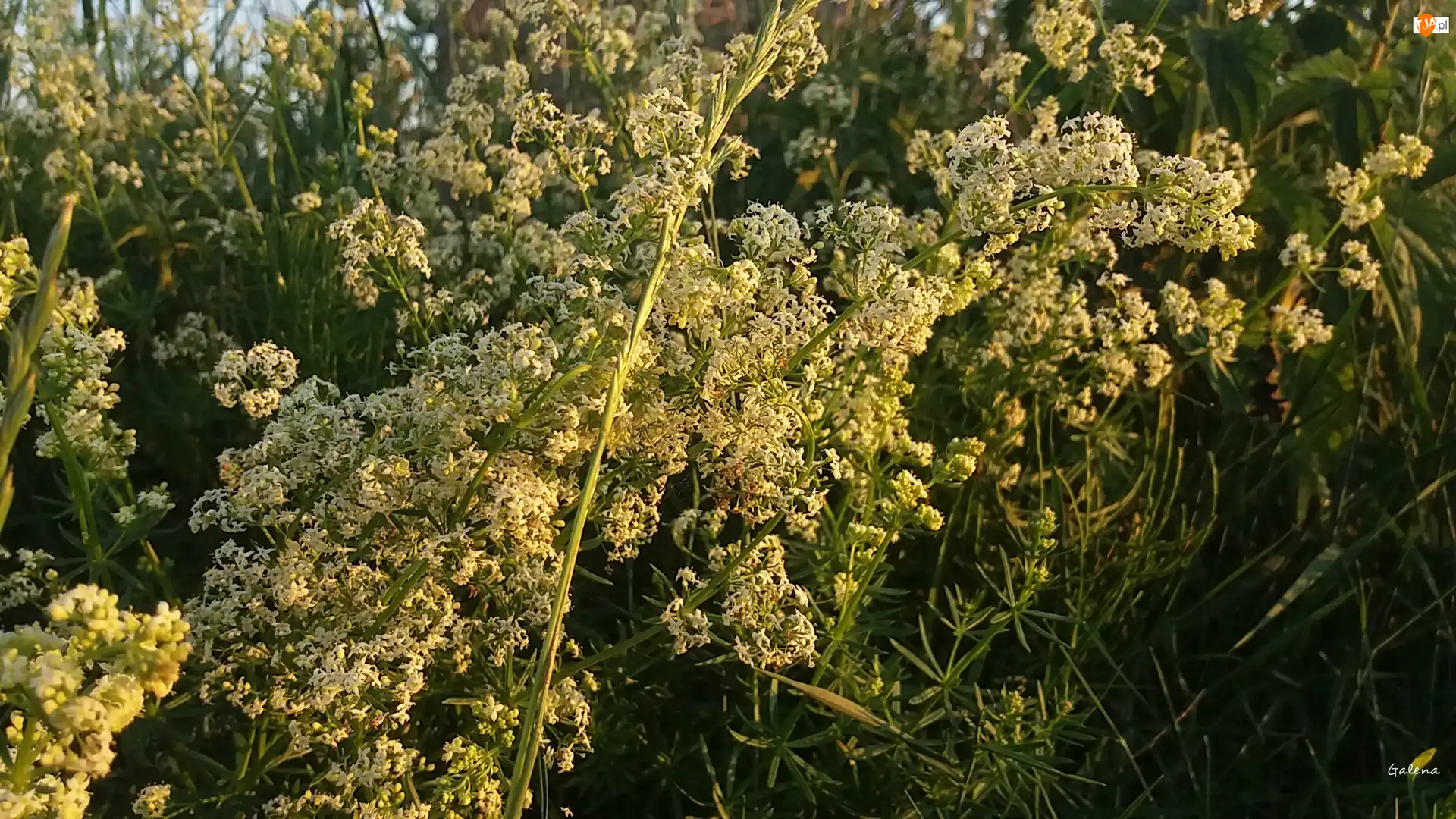 Kwiaty, Białe