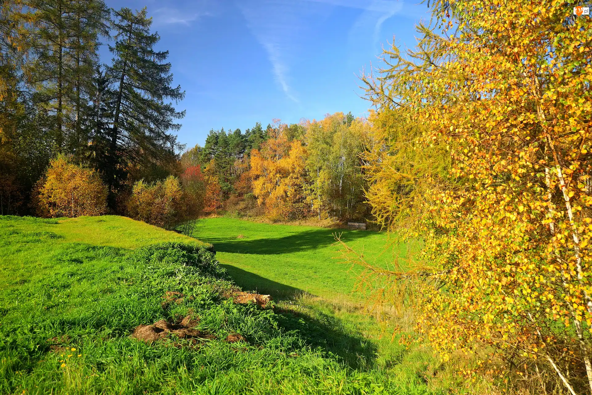 Las, Jesień, Polana, Dzień, Drzewa, Słoneczny