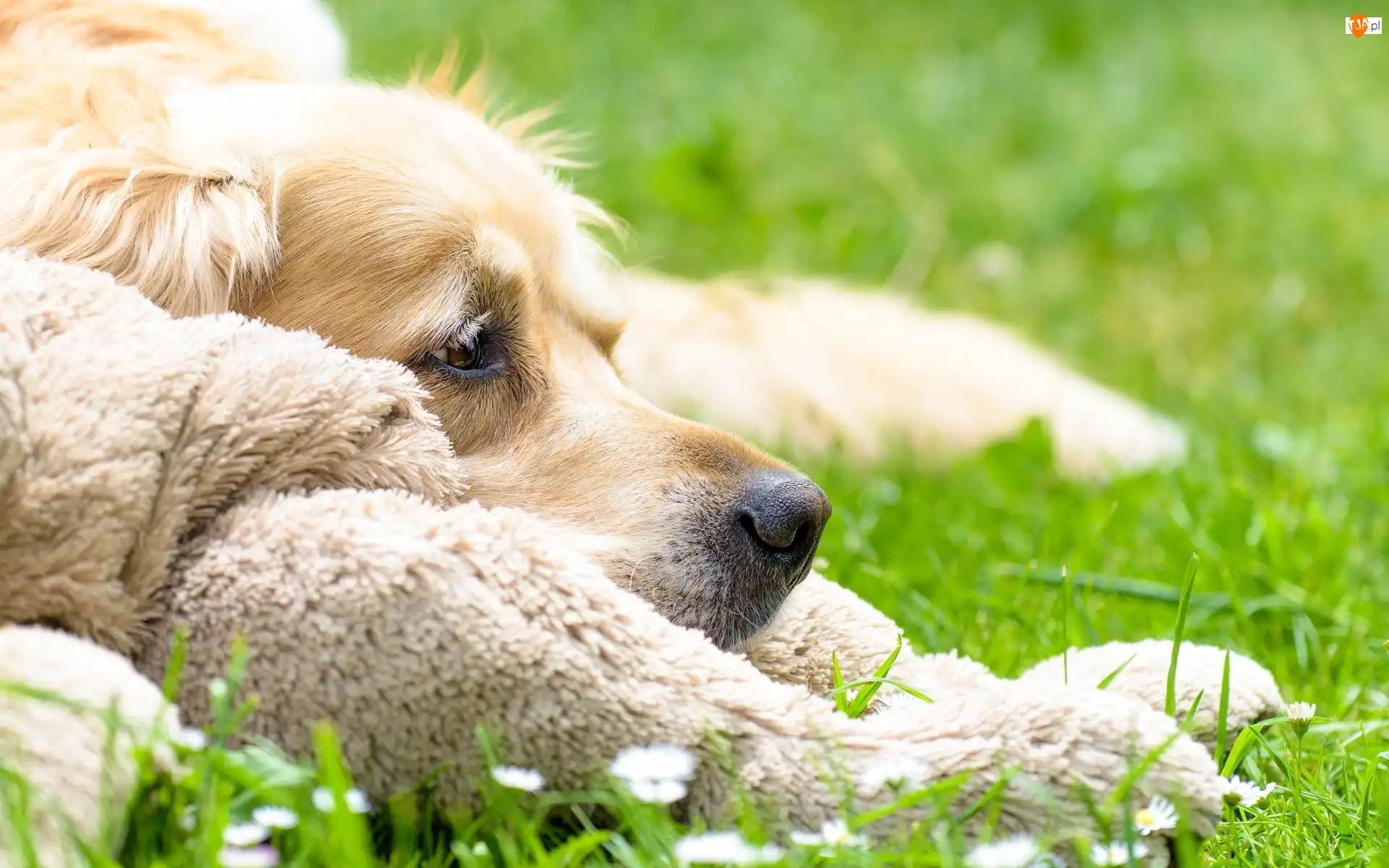 Golden Retriever, Pies, Łąka, Włochacz